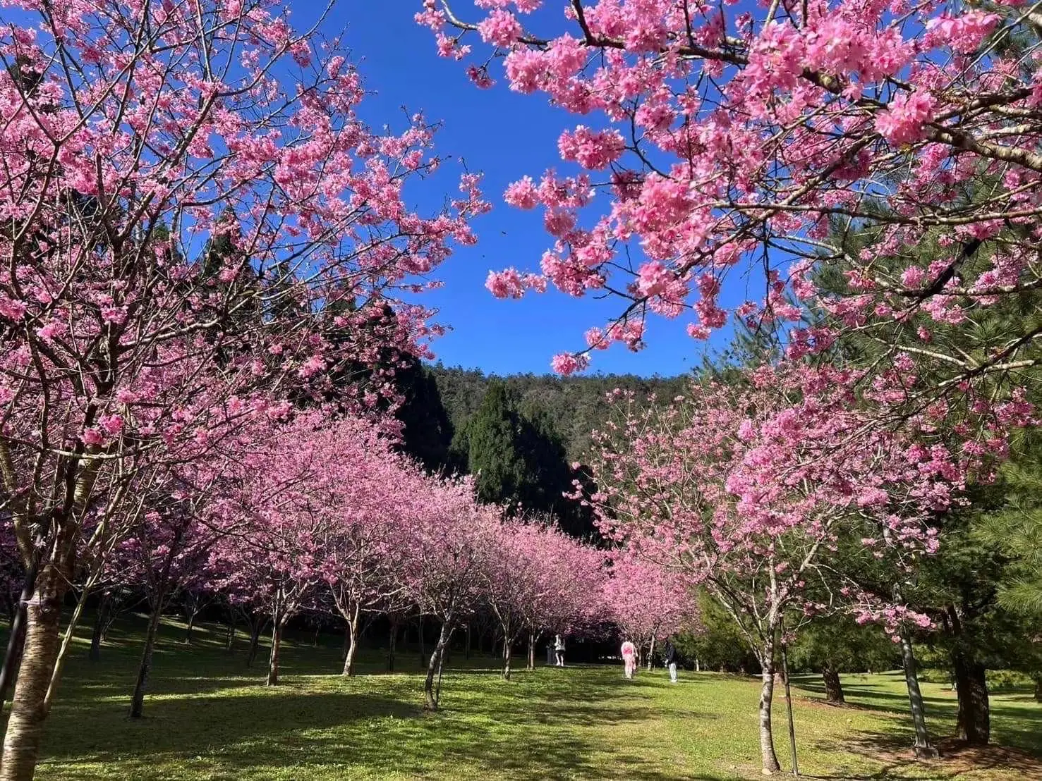 2026暨大櫻花季 櫻花林下的微醺時光 民歌串聯咖啡與在地情懷