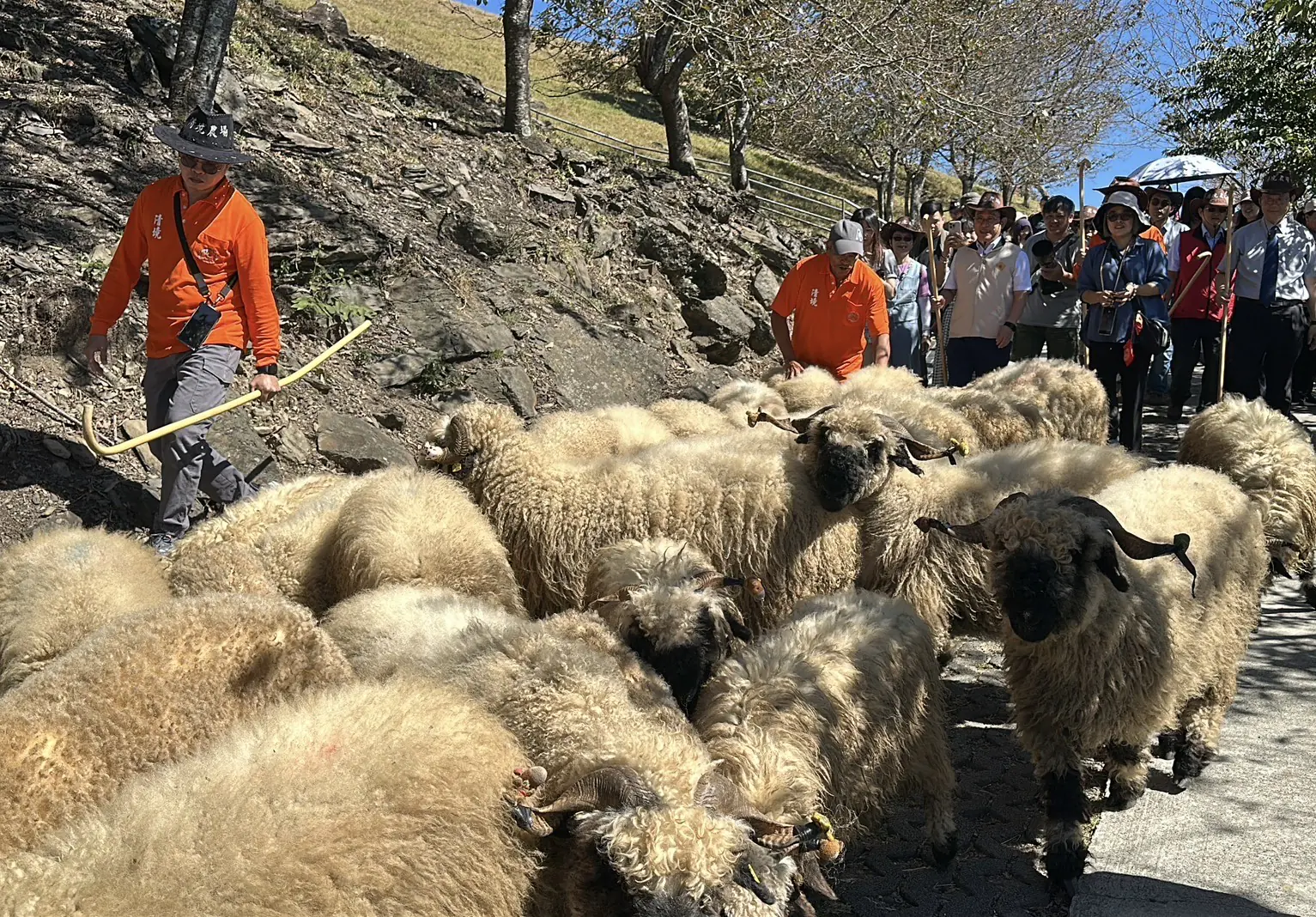 百羊奔騰迎新春 清境農場「奔羊節」即將熱鬧登場 百羊奔騰迎新春 清境農場「奔羊節」即將熱鬧登場
