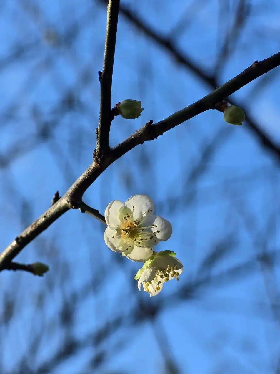 花信已至　南港公園梅花陸續綻放邀您共賞