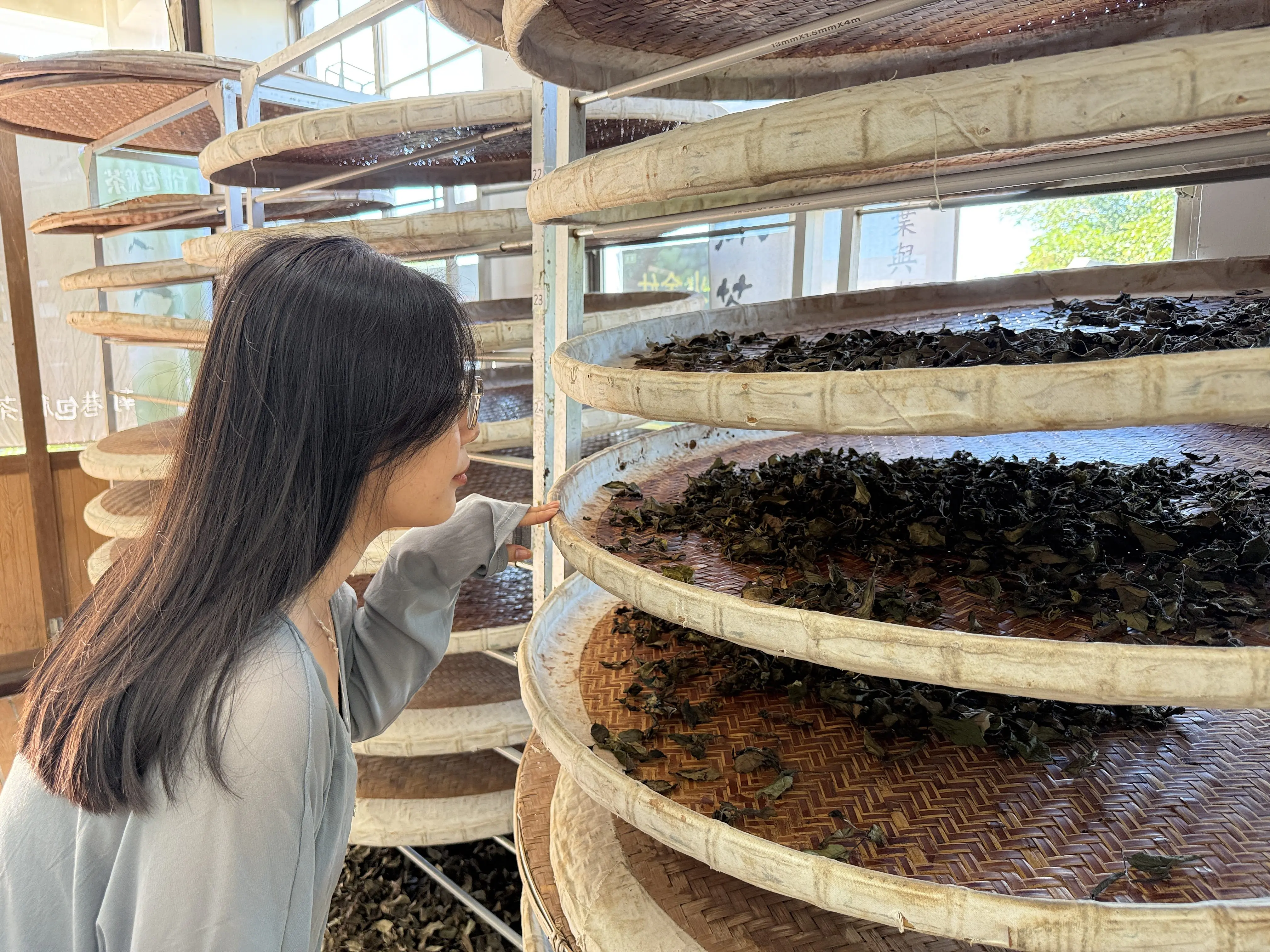 茶香漫山　南港茶山新風貌揭幕
