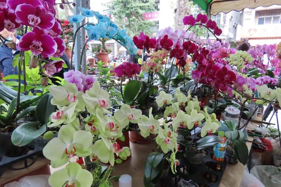 勞工公園迎春賞花添年味 金馬奔騰迎春花市暨花展 – 睿傳媒 Rightmedia