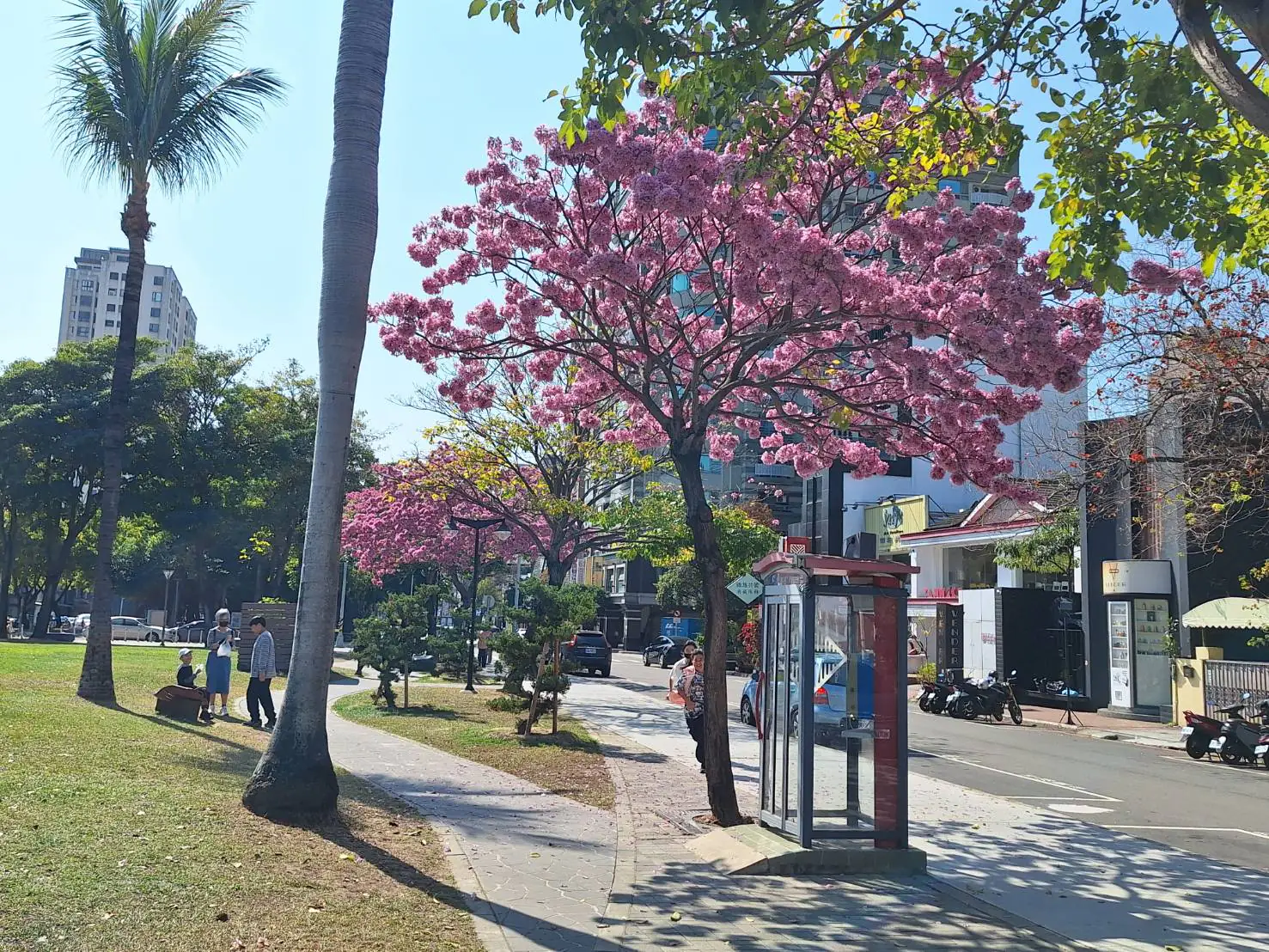春日限定美景登場!中市洋紅風鈴木盛開 粉紅花海率先報春