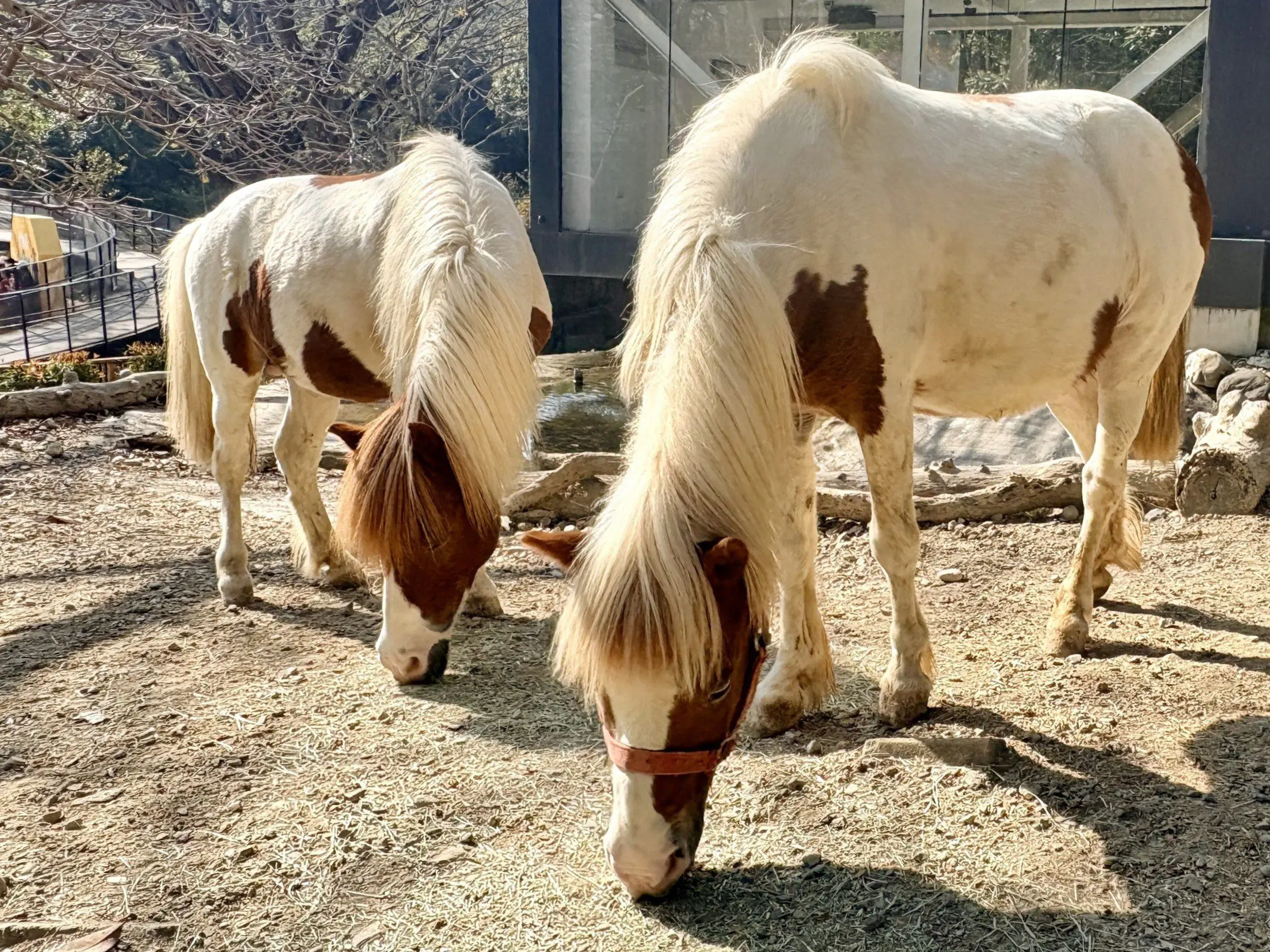 馬年走春首選壽山動物園 春節兒童入園免費AI互動新體驗 – 睿傳媒 Rightmedia