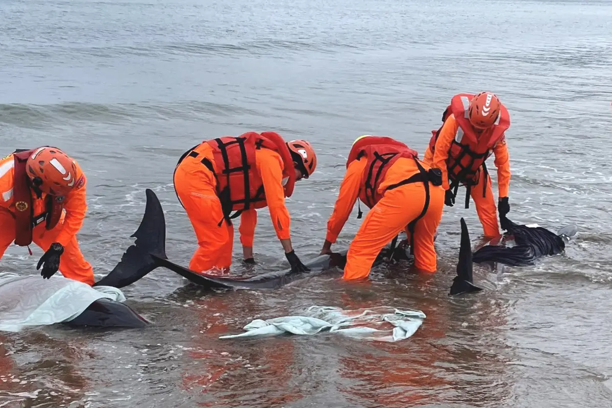 屏東車城海口沙灘小虎鯨集體擱淺 海巡搶救海放