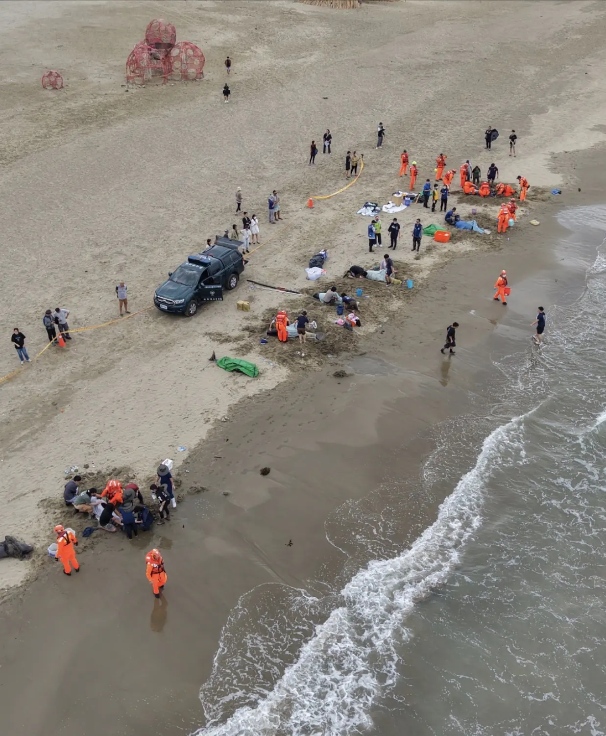 小虎鯨回家了！屏東擱淺救援成功 MARN團隊助其重返大海