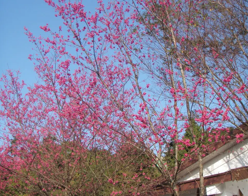 馬上出發2026馬年森林育樂場域走春攻略(下) – 睿傳媒 Rightmedia