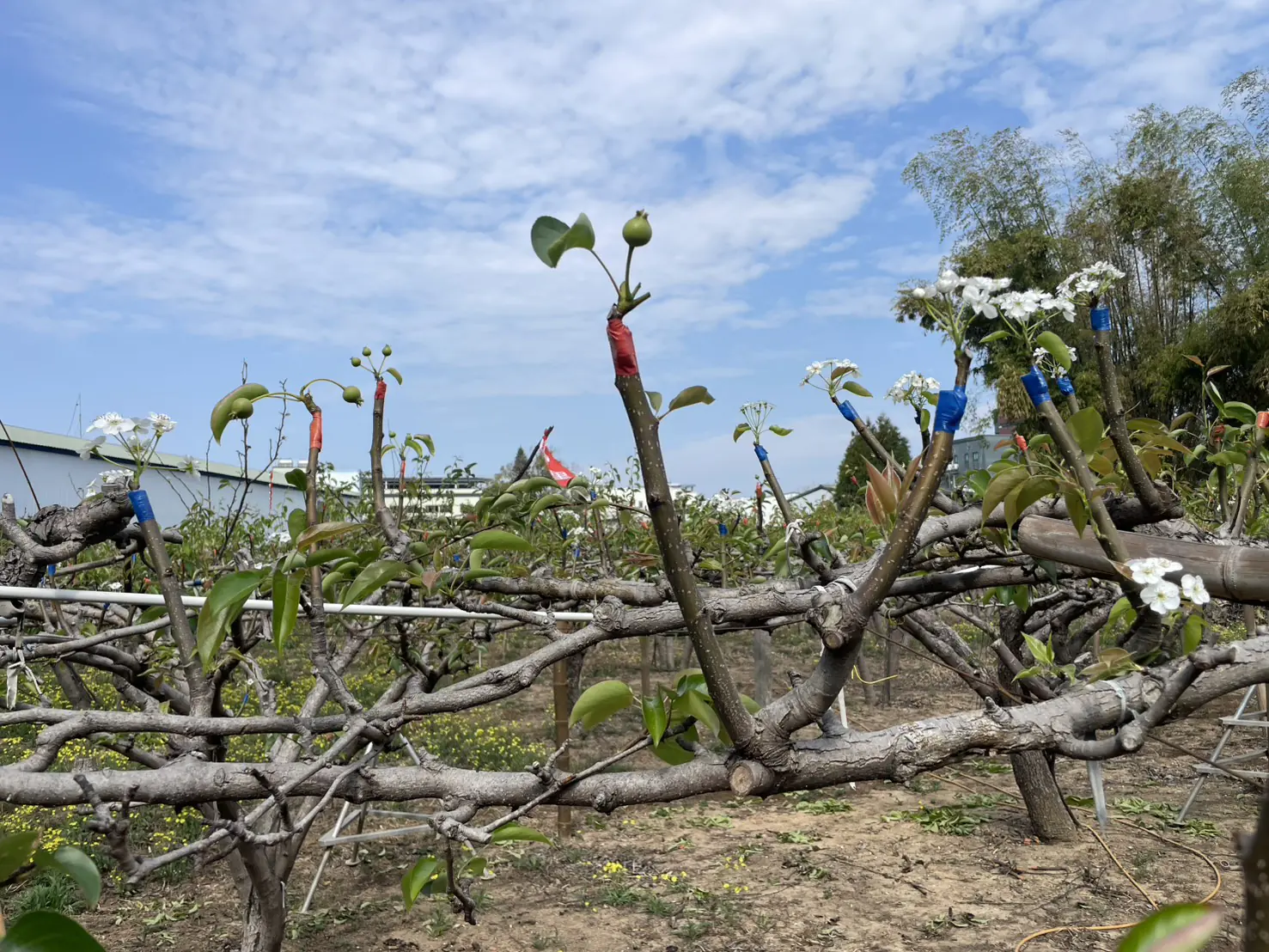 山城梨園進入關鍵期 中市農業局籲請提前防範梨赤星病 守護花果健康