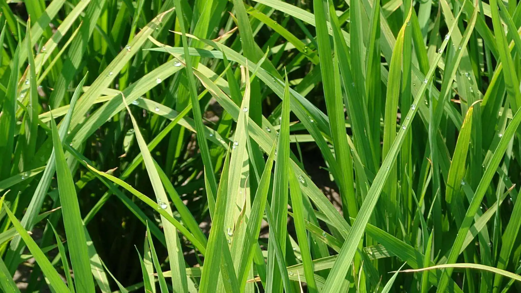 水稻稻熱病將進入好發期　雲縣府呼籲農友預防並加強田間管理