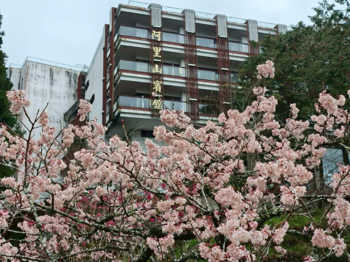 阿里山賓館推賞花精華路線 攝影達人帶路探森林秘境