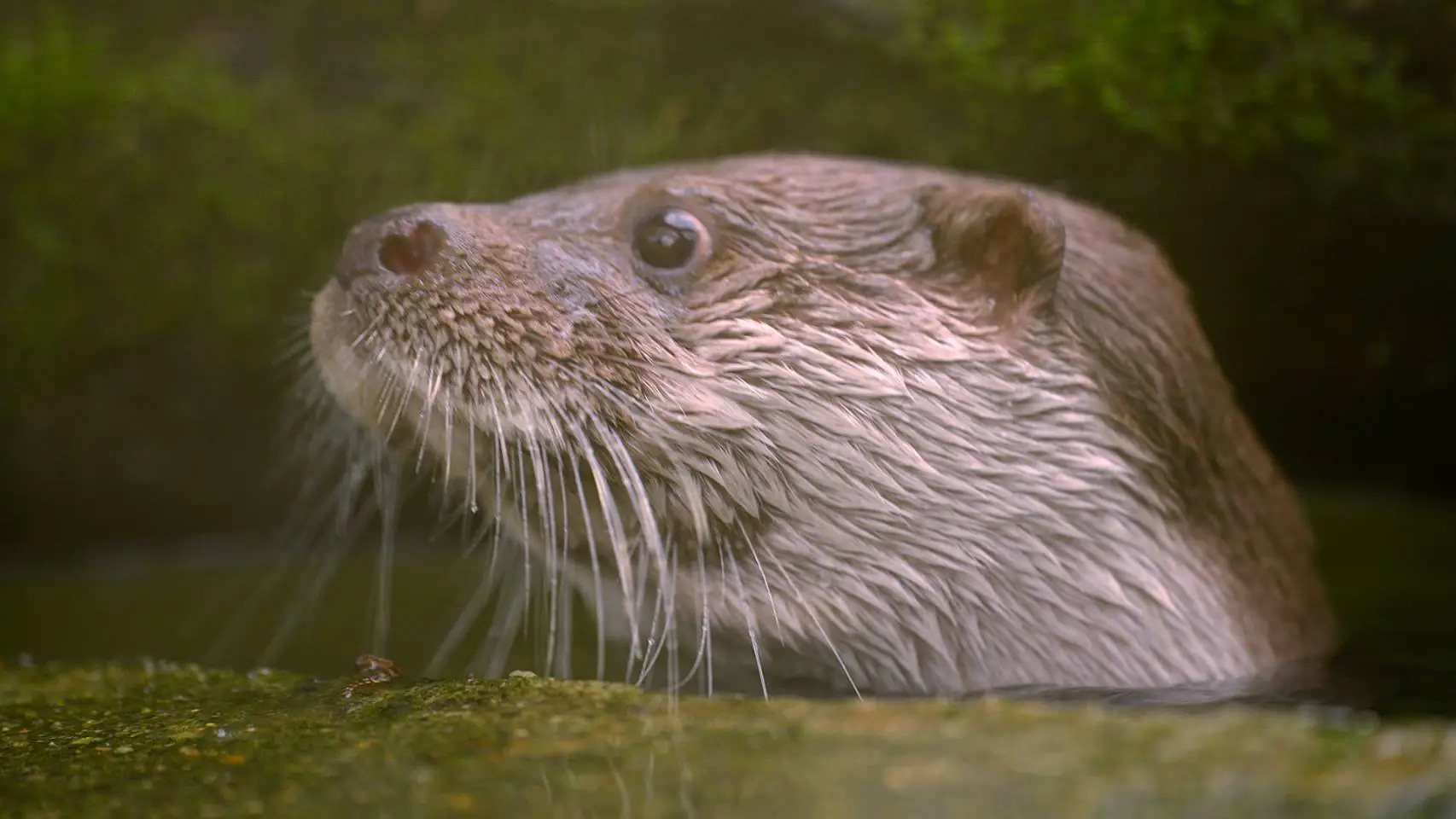科博館「科博四十」春假特別活動與SET Wildlife 合作推出生態紀錄片《戰地阿特》