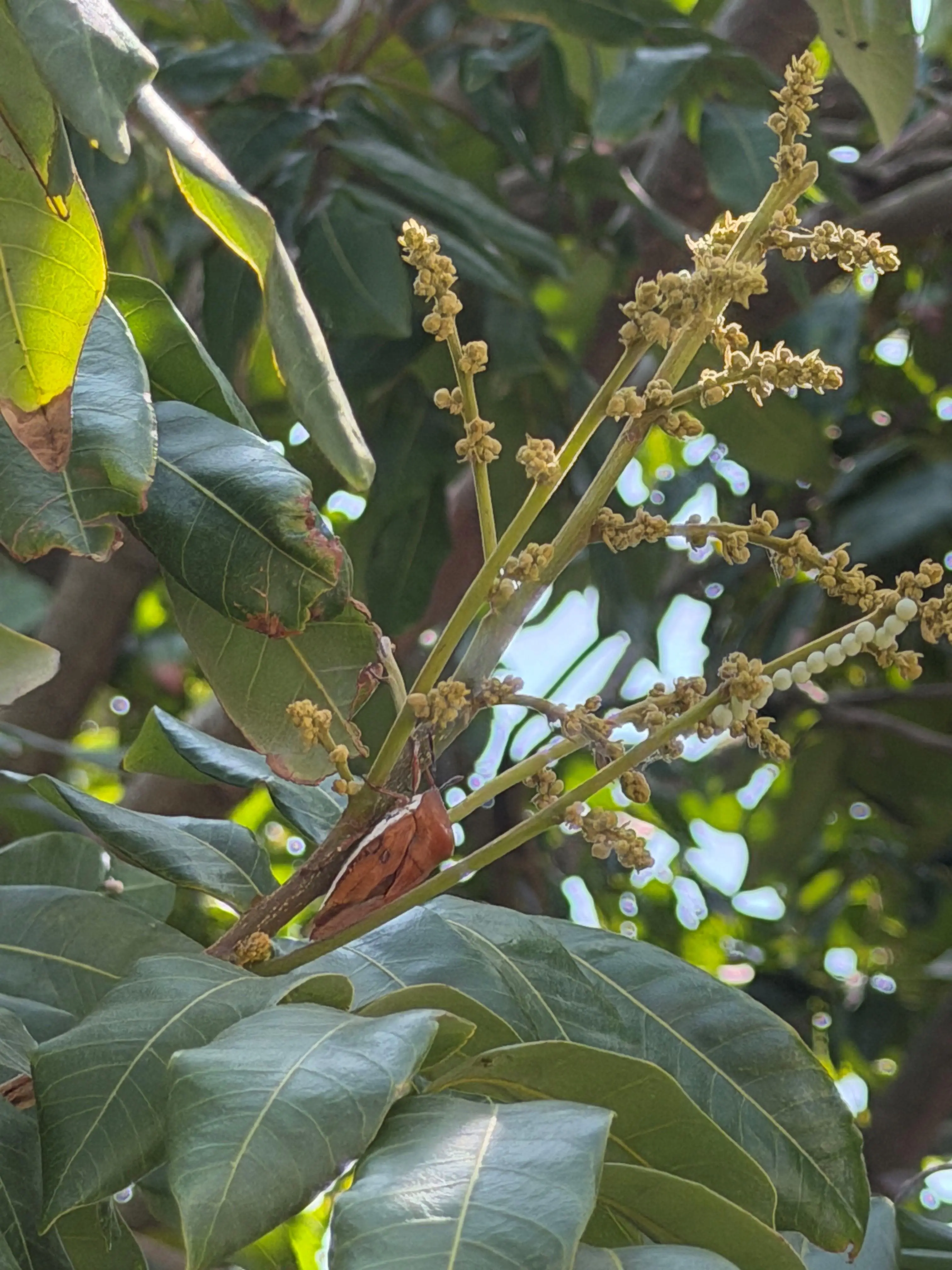 荔枝椿象化學共同防治期已結束 荔枝及龍眼盛花期請停止施藥