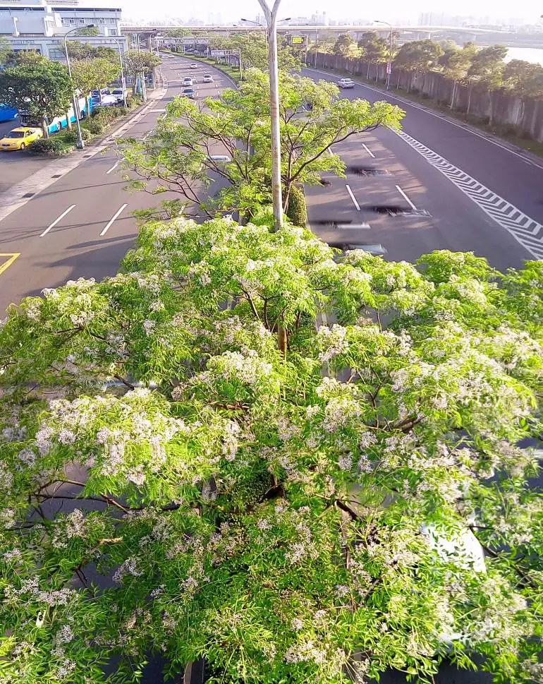紫色微醺3月天 500株苦楝內湖堤頂開派對 紫色微醺3月天 500株苦楝內湖堤頂開派對