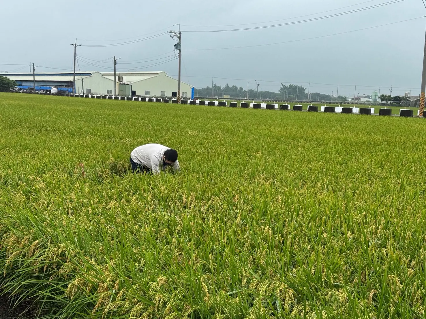 稻米安全管理制度 築起四道防線 守護全民餐桌