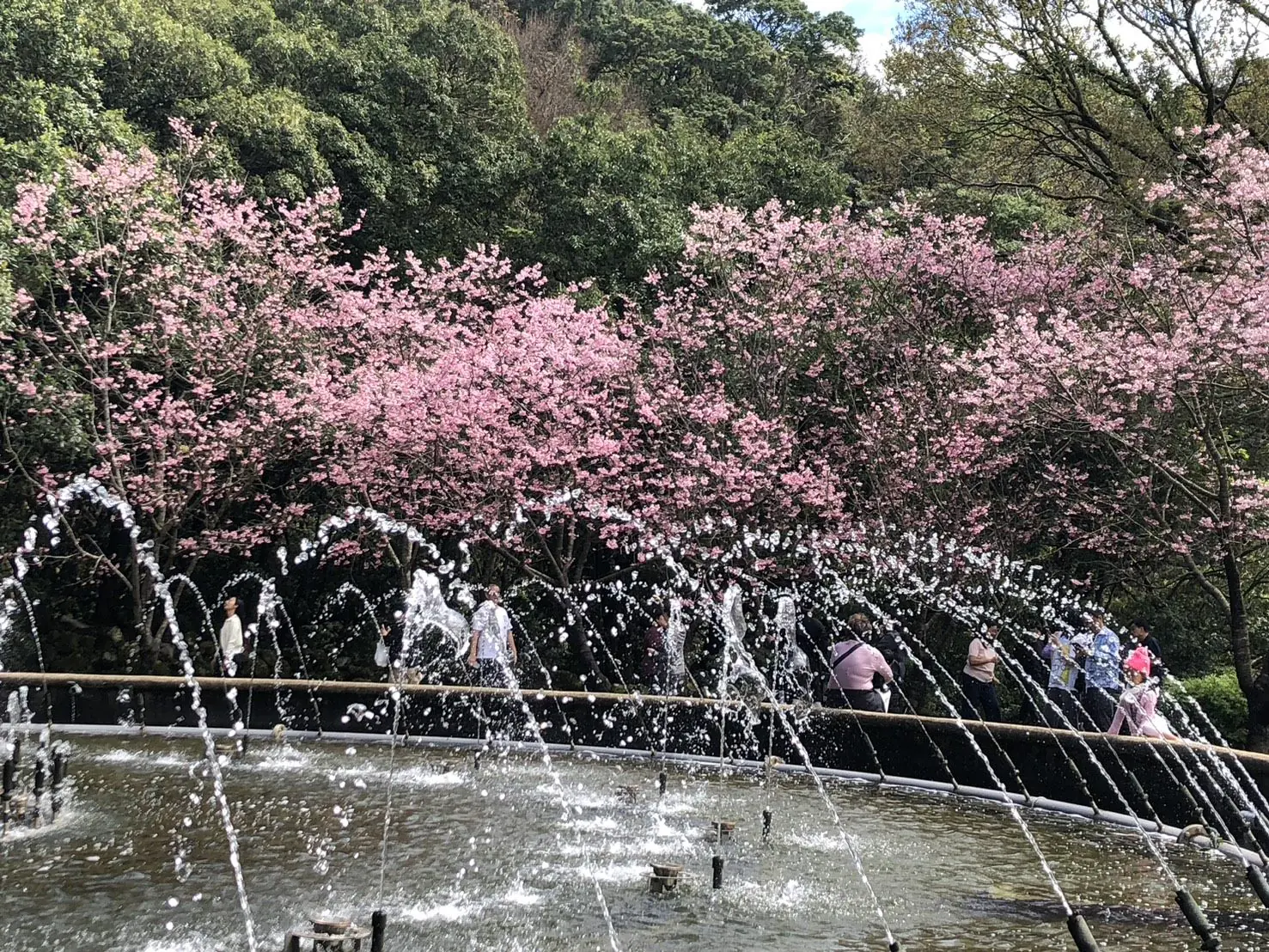 別等到花兒都謝了！陽明山花季39天花卉盛宴近尾聲