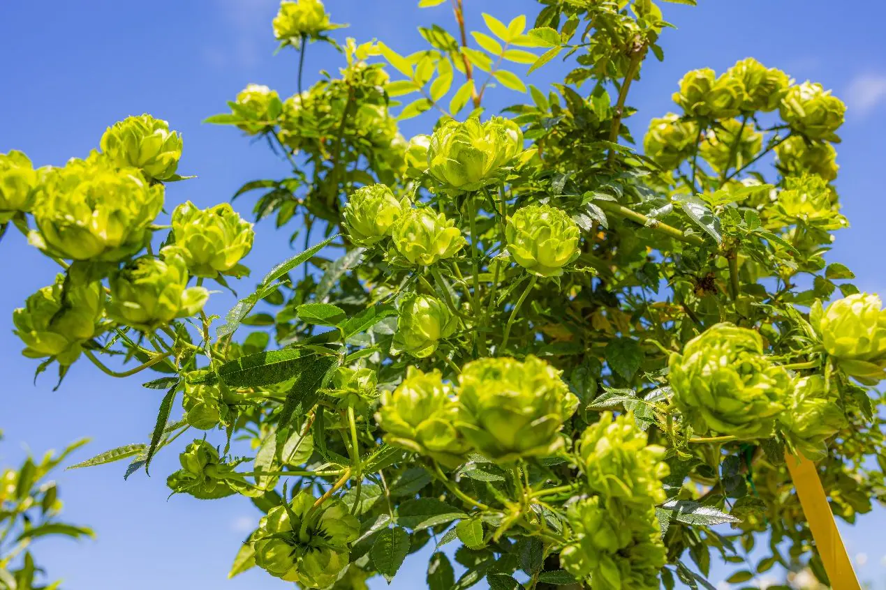綠玫瑰領風騷　臺版凡爾賽花園新品種層出