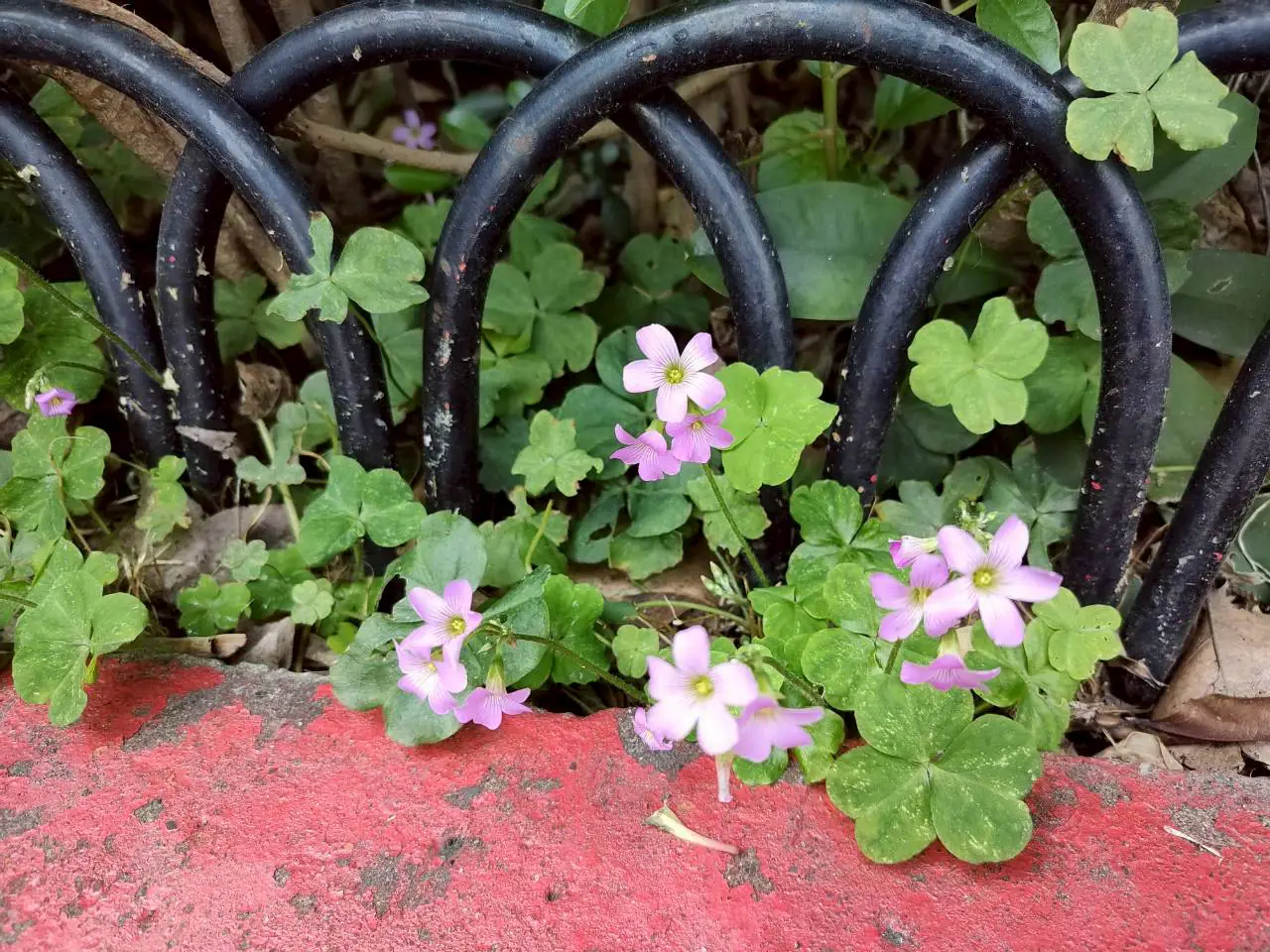 野花鬧春天 北市街道公園限定小人國花景