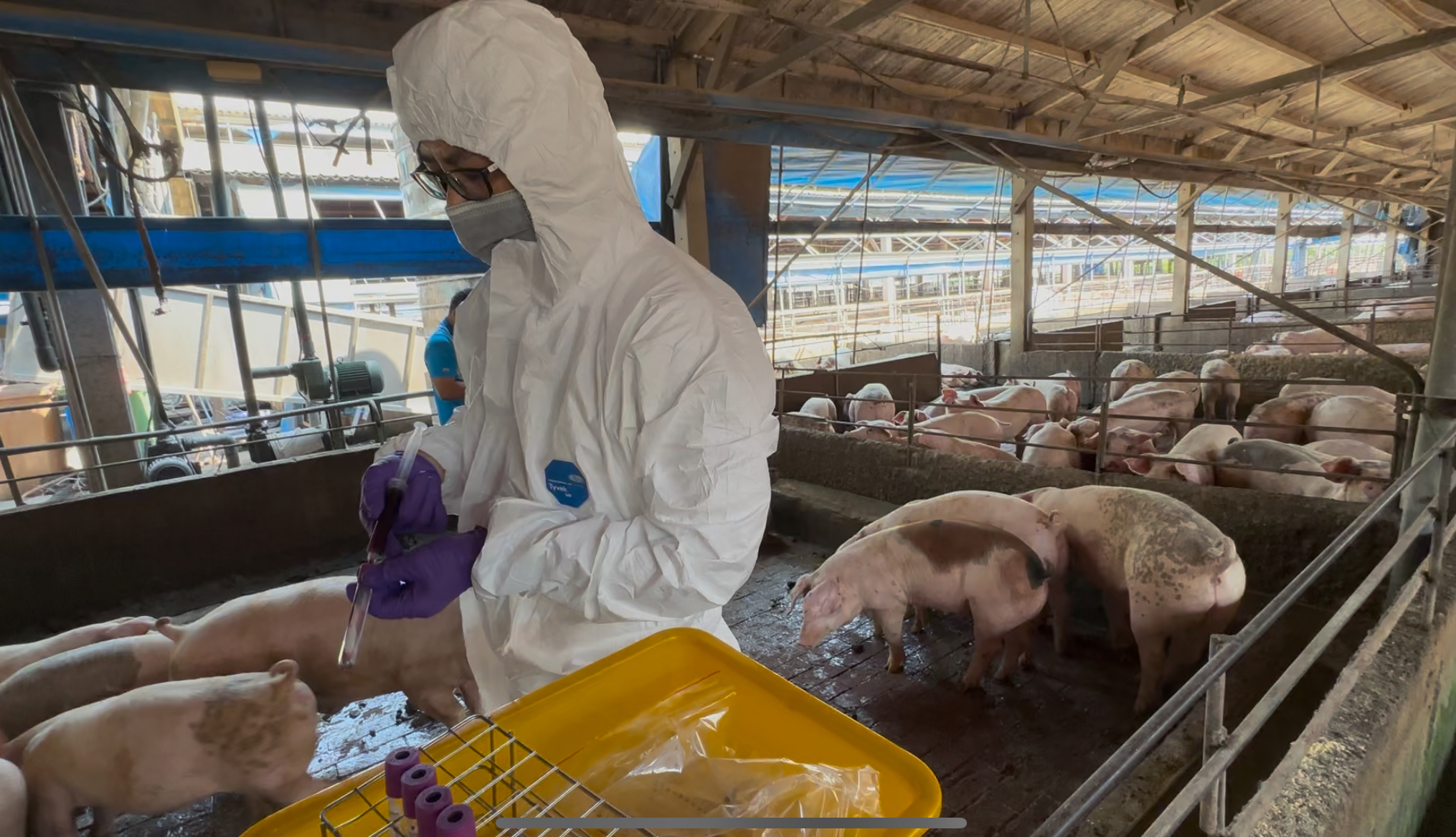 彰化縣查獲兩場違法廚餘養豬　依法重罰、移動管制並取消申請補助資格