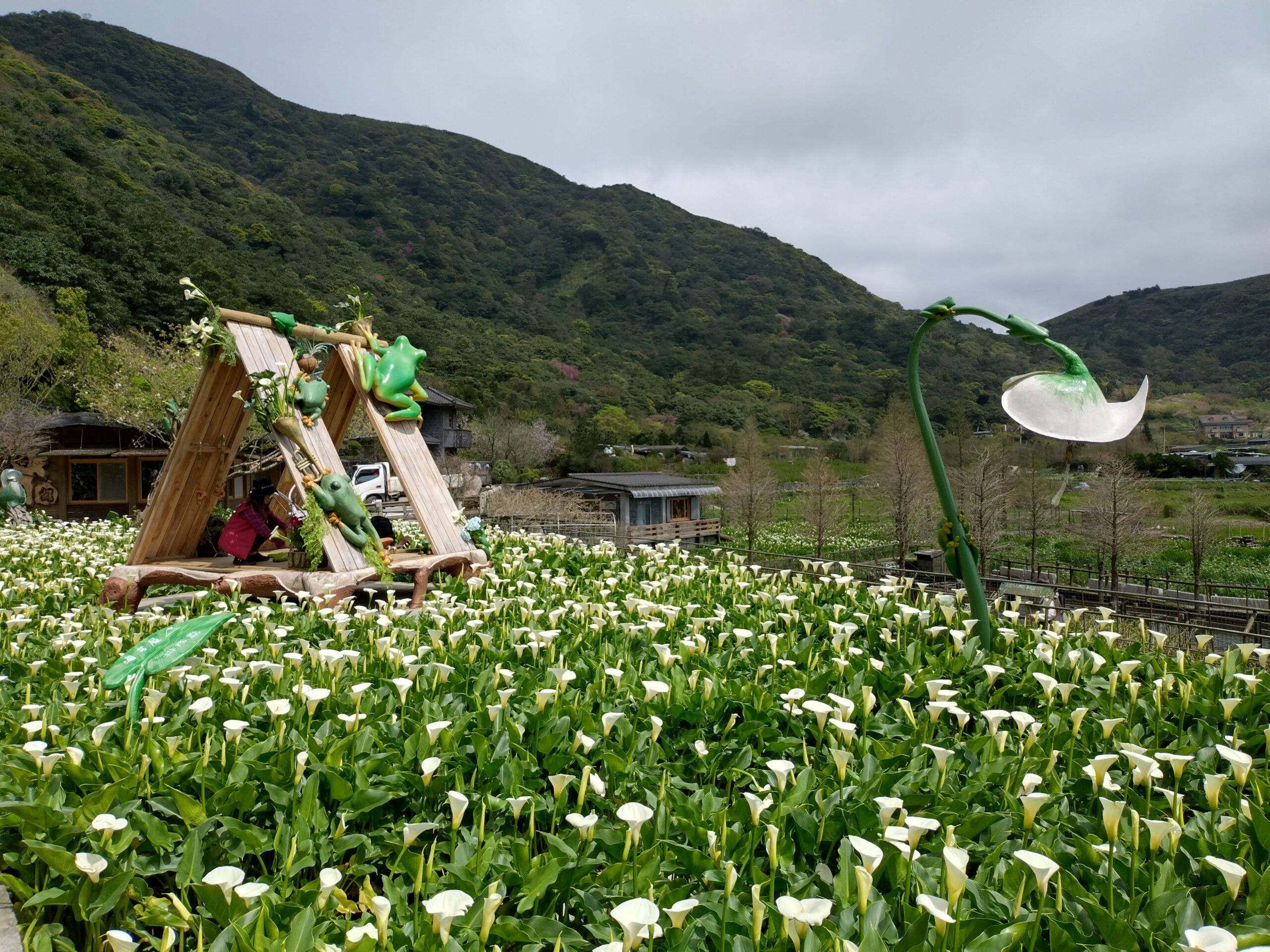 竹子湖海芋最佳賞花期至4月底　把握兩個週末衝一波