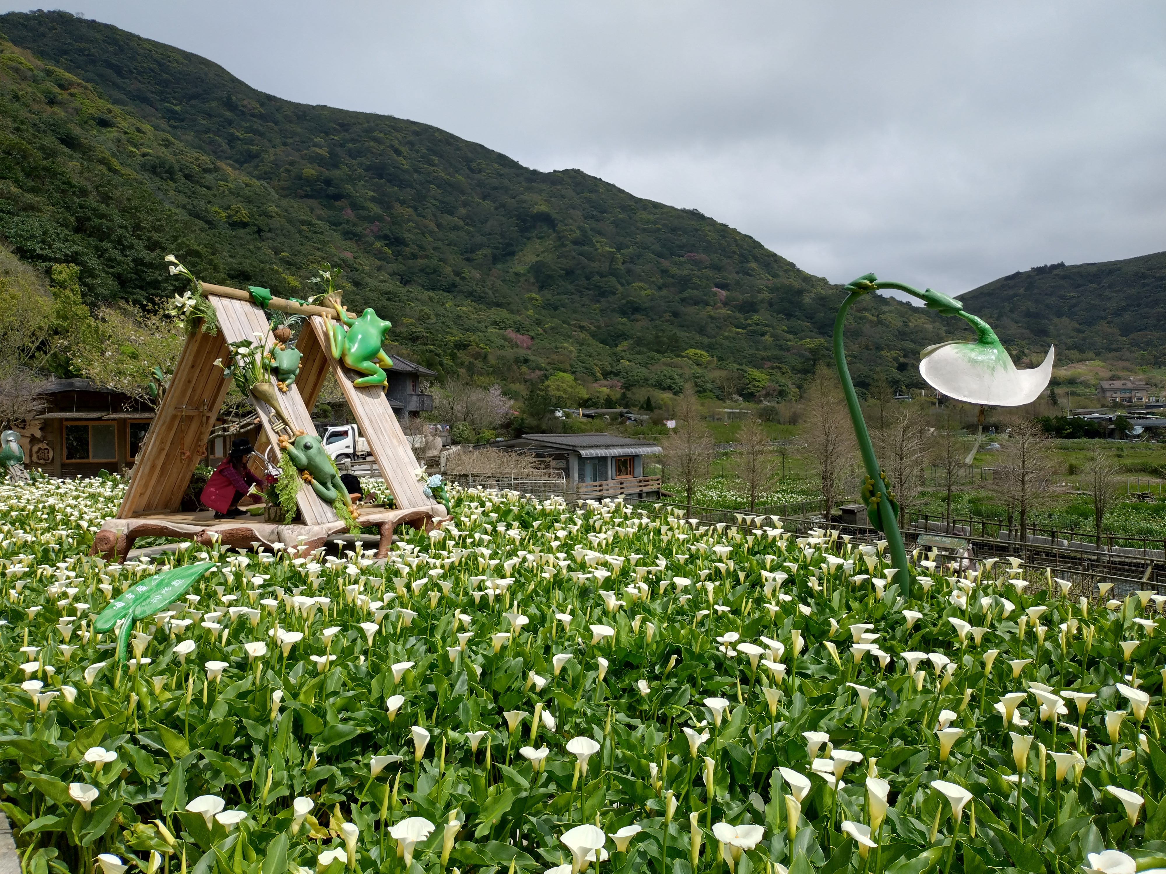 竹子湖海芋最佳賞花期至4月底 把握兩個週末衝一波 竹子湖海芋最佳賞花期至4月底 把握兩個週末衝一波