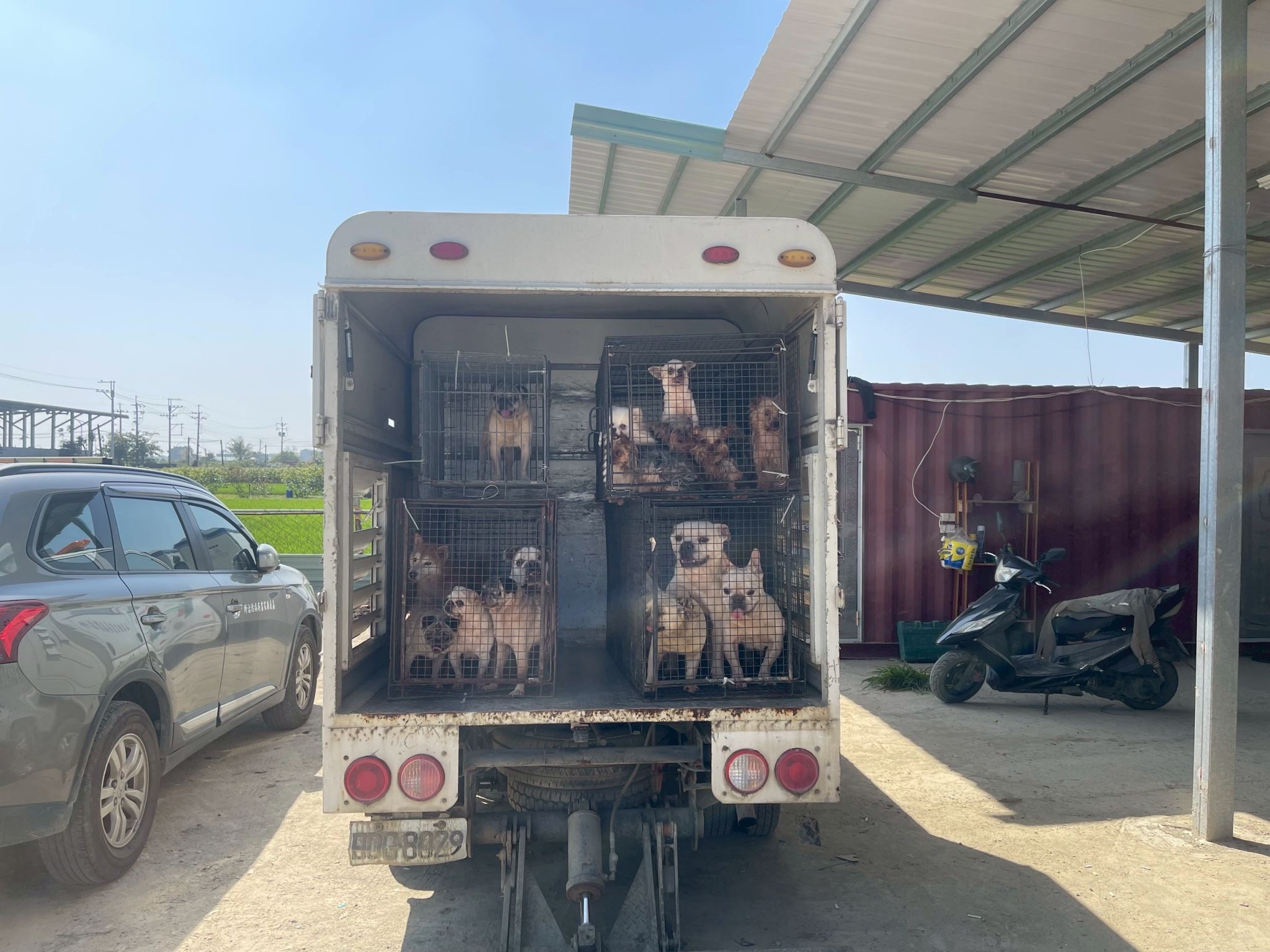 嘉縣近期查獲兩起犬隻疑遭割聲帶案 已移送偵辦