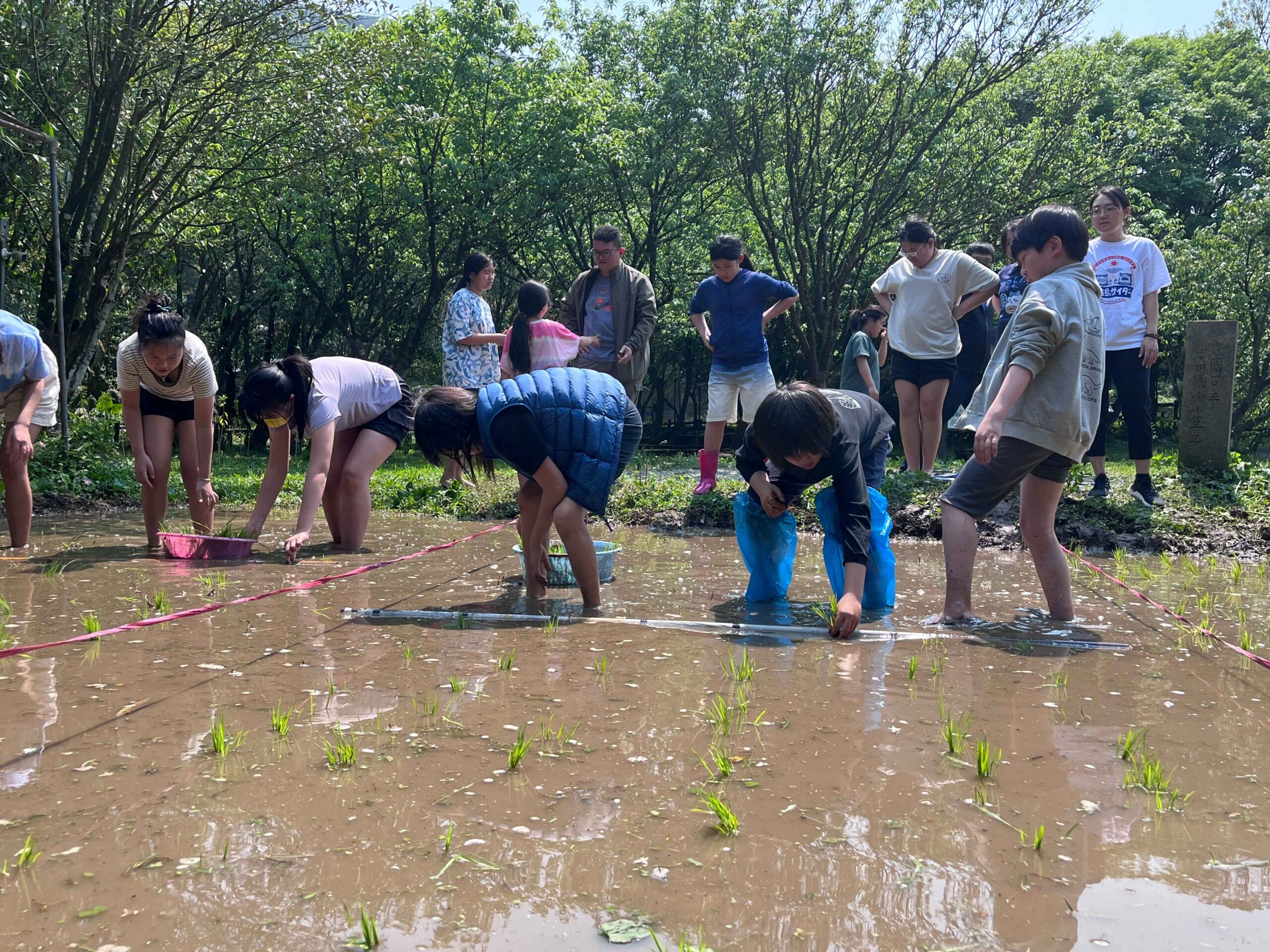 北市湖田實小插秧體驗　孩子彎腰下田感受農耕之美