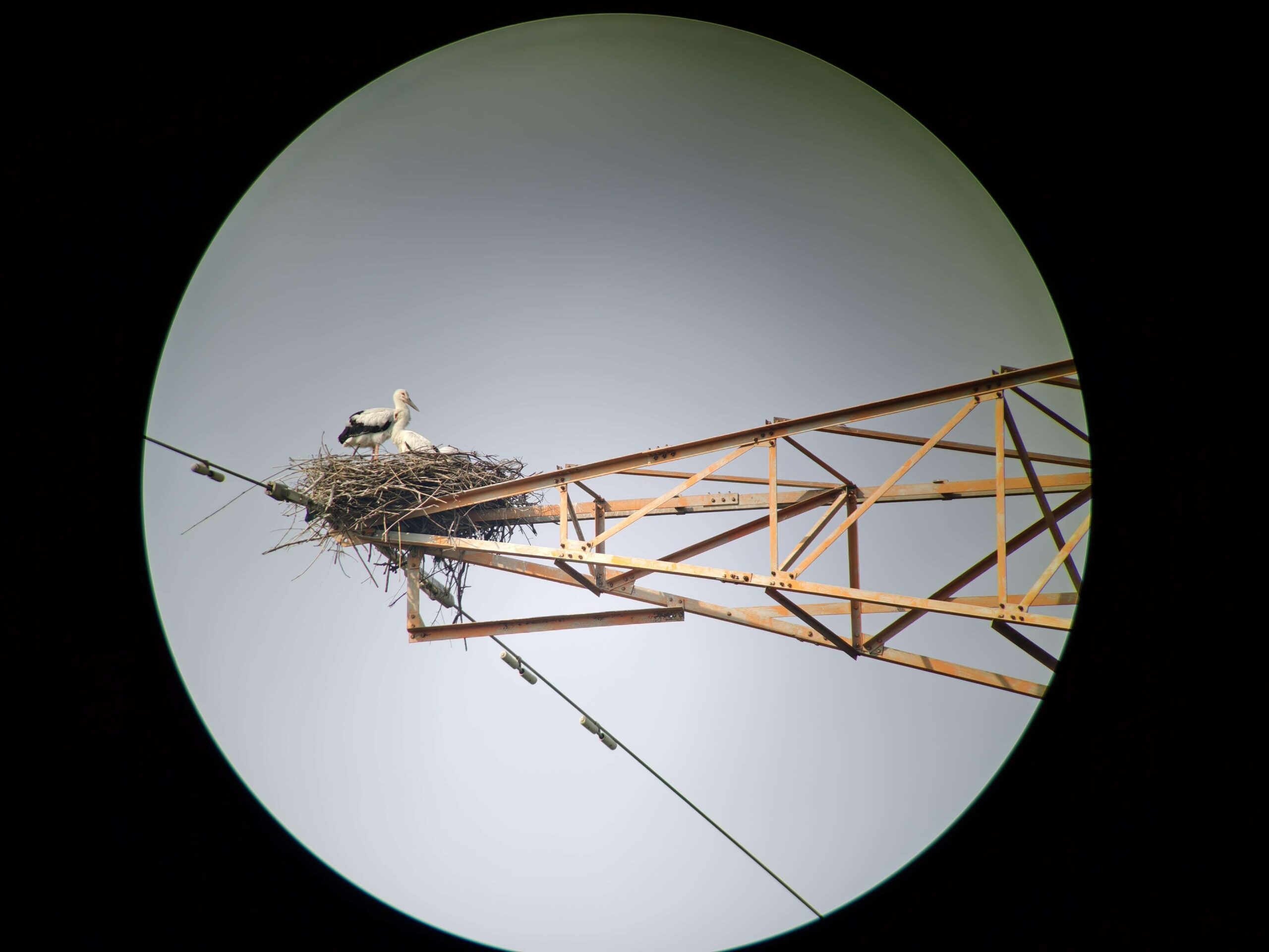 首度記錄瀕危東方白鸛在台野外繁殖　濁水溪從揚塵河川到蛻變生態廊道