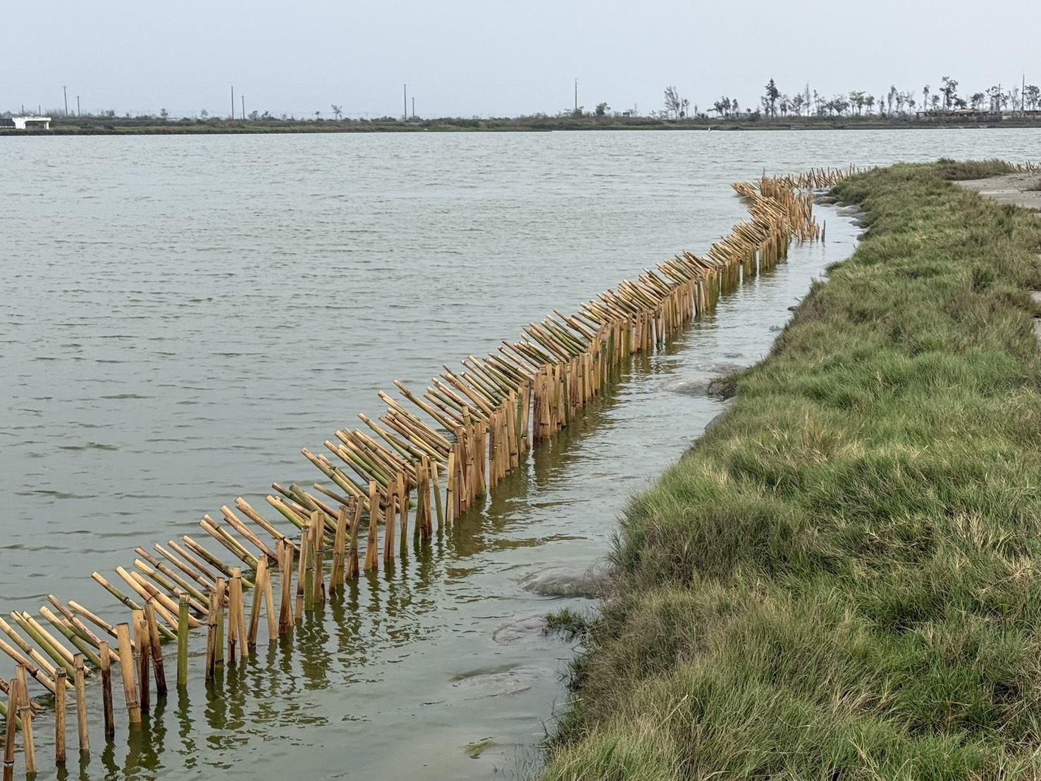 布袋鹽田設立護鳥圍籬　守護小燕鷗重要繁殖棲地