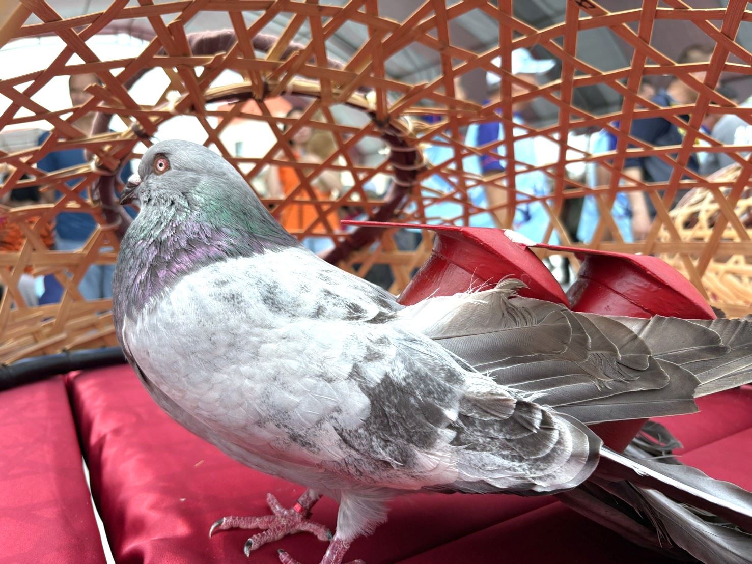 2026義竹鴿笭文化季開籠儀式 熱鬧登場