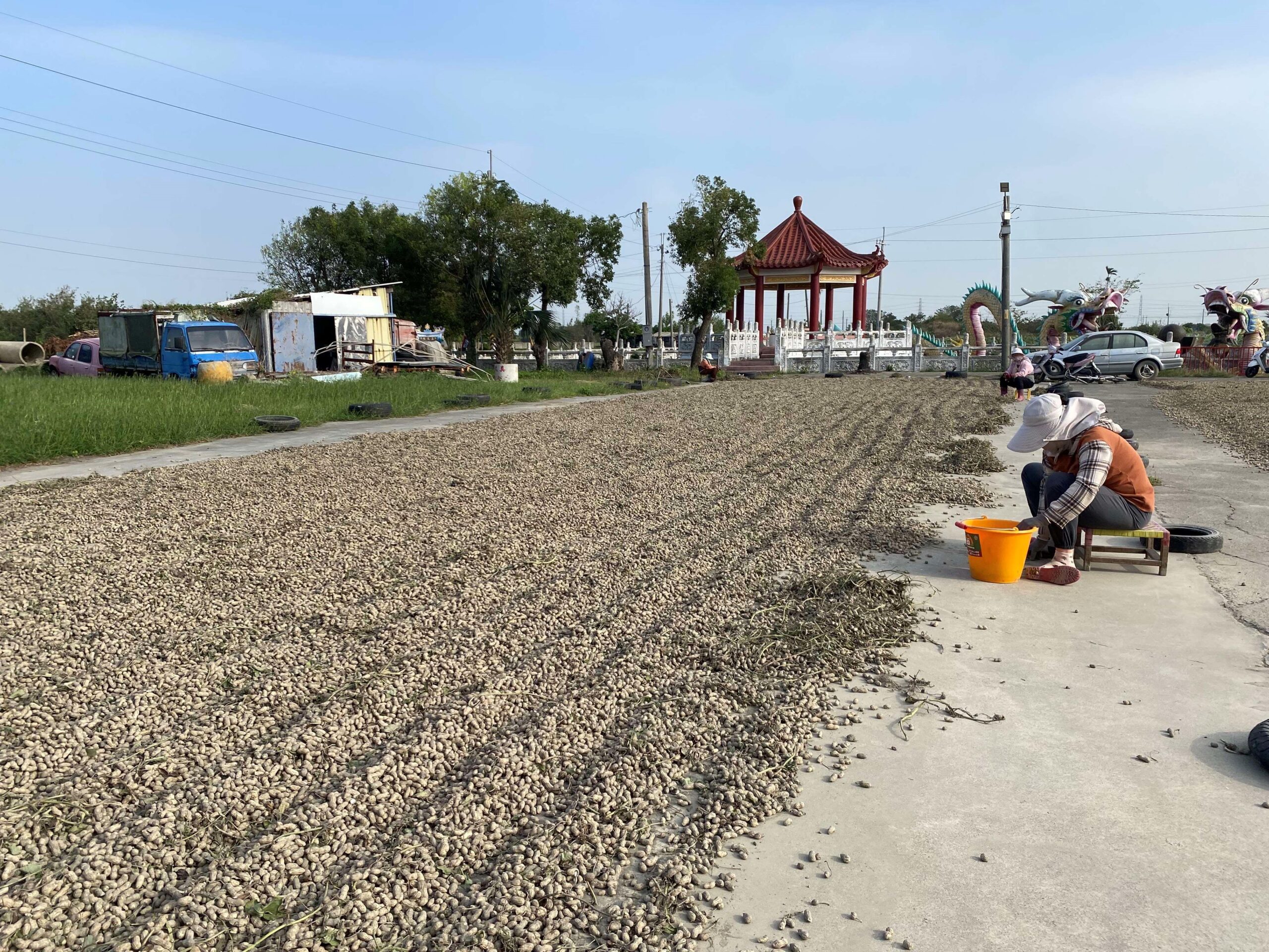 面對美國花生零關稅衝擊　張麗善喊話中央:妥善規劃因應方案　保障在地產業及農民收益