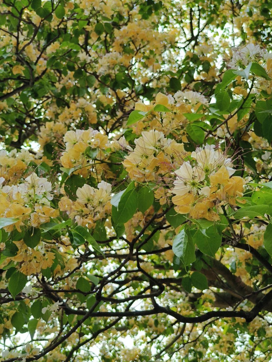 仁愛路換新裝　銀葉菊與石竹點亮臺北最美綠意軸線