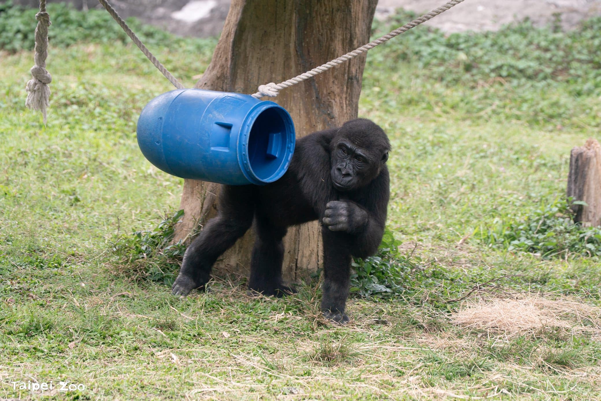 兒童節就要CHILL玩!看大猩猩耍酷、學昆蟲保育 還能免費入園