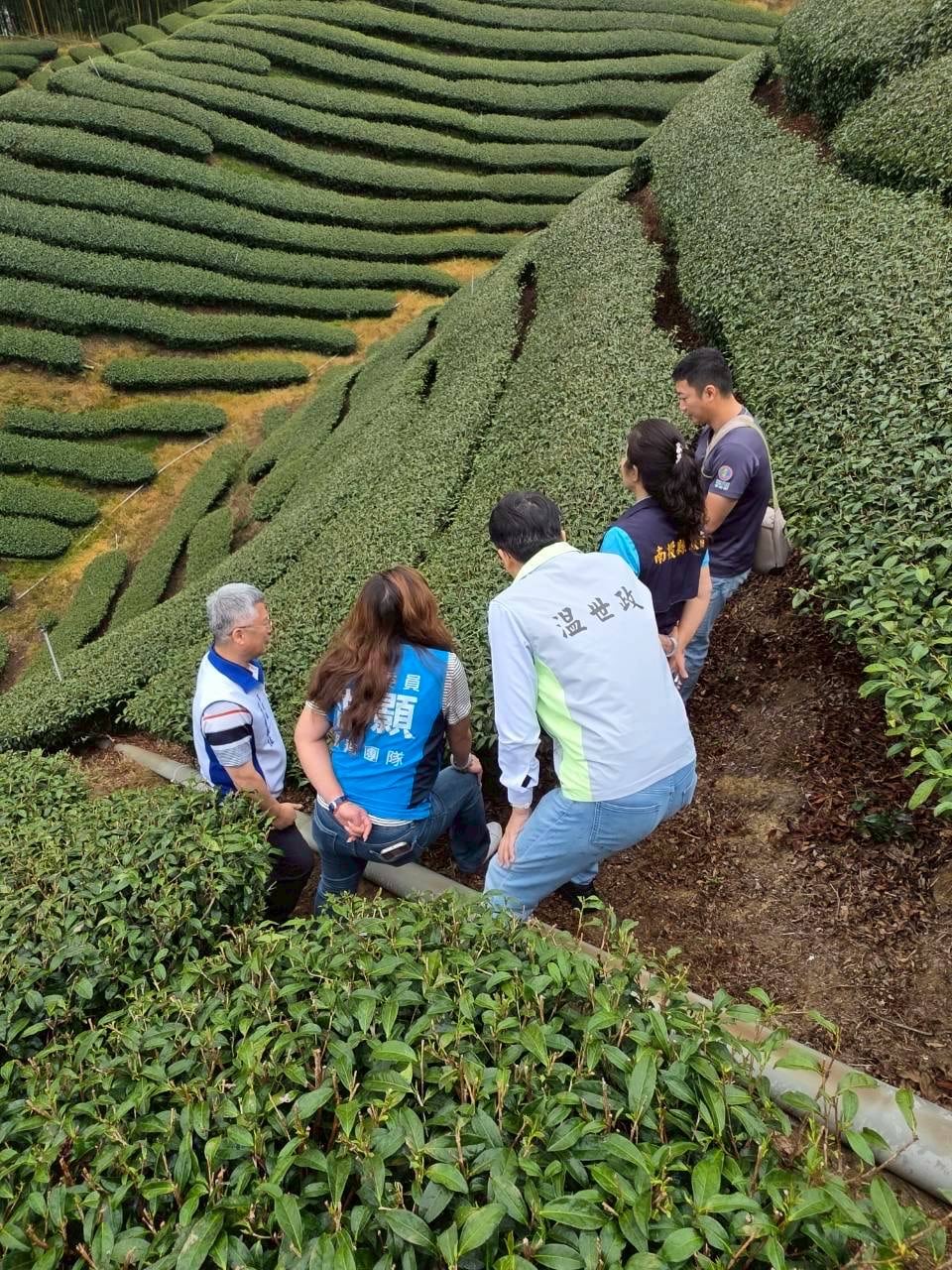 旱象重創南投茶園　温世政現勘籲中央從速、從簡助農損