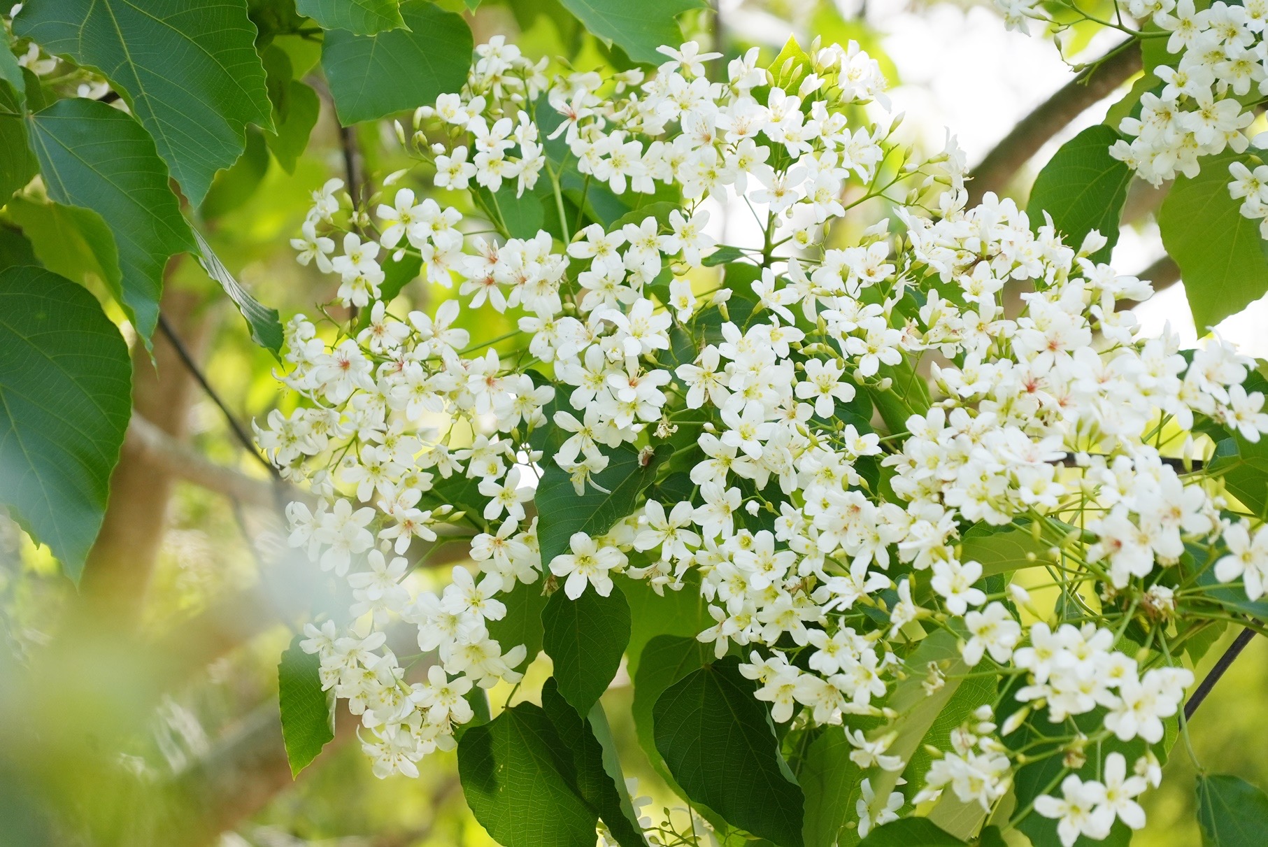 桐花四月雪再現圓林仔　嘉義市桐花祭邀民眾春遊賞花