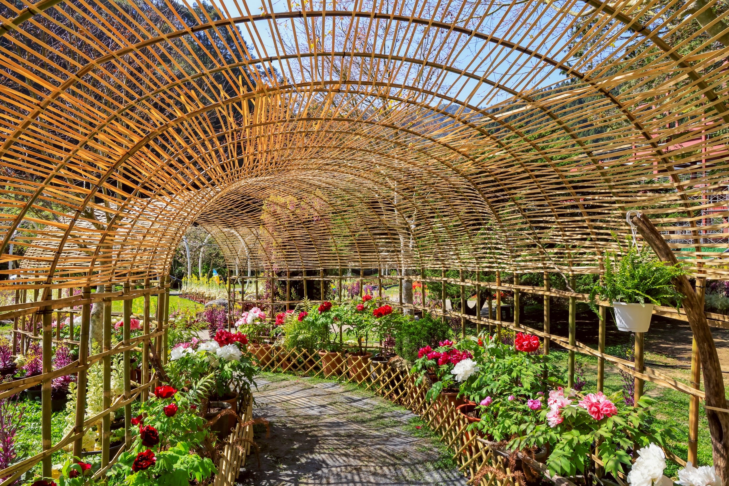 南投杉林溪牡丹花　首度戶外展出　全面提升賞花質感