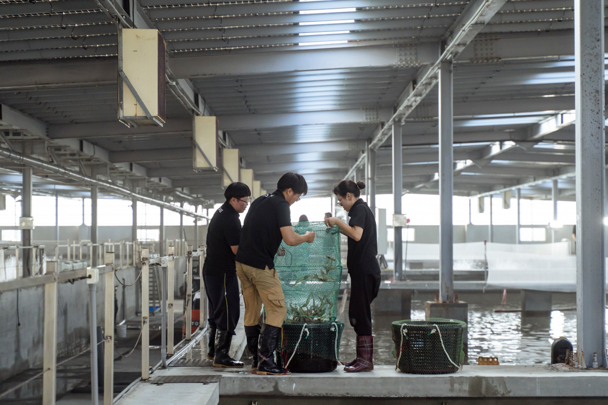 漁電共生打造永續養殖新模式　泓德能源日運案場成國內外關注示範場域