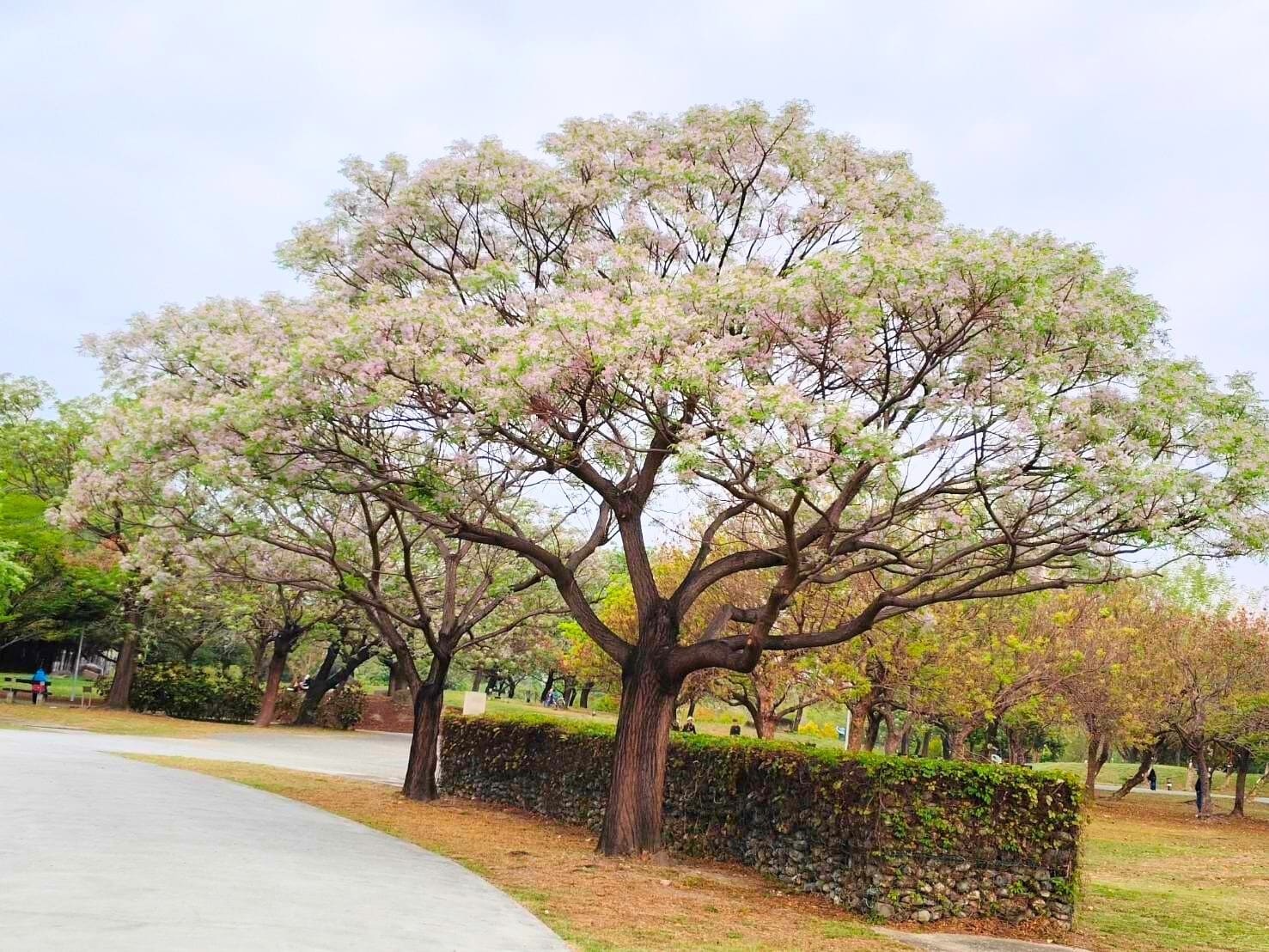 楝花紫雪輕飛揚　妝點春日城市