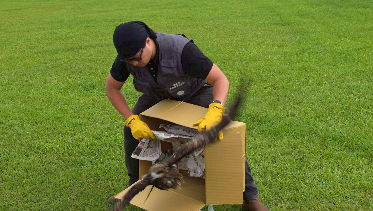 獲救「眨眼」黑鳶重返山林！打擊非法鳥網籲山友撥1959通報