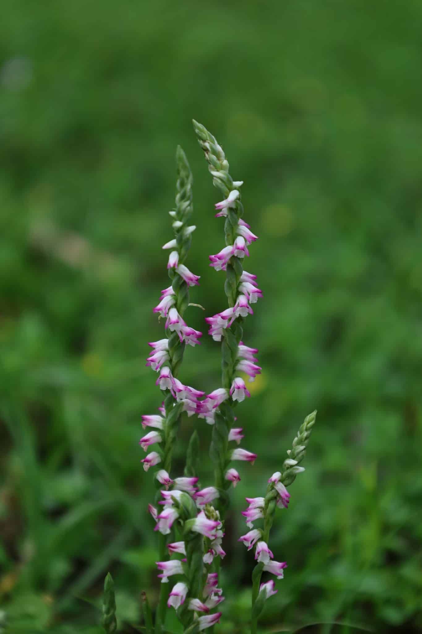 清明時節限定美景　山水綠公園「會旋轉的花」綬草現蹤