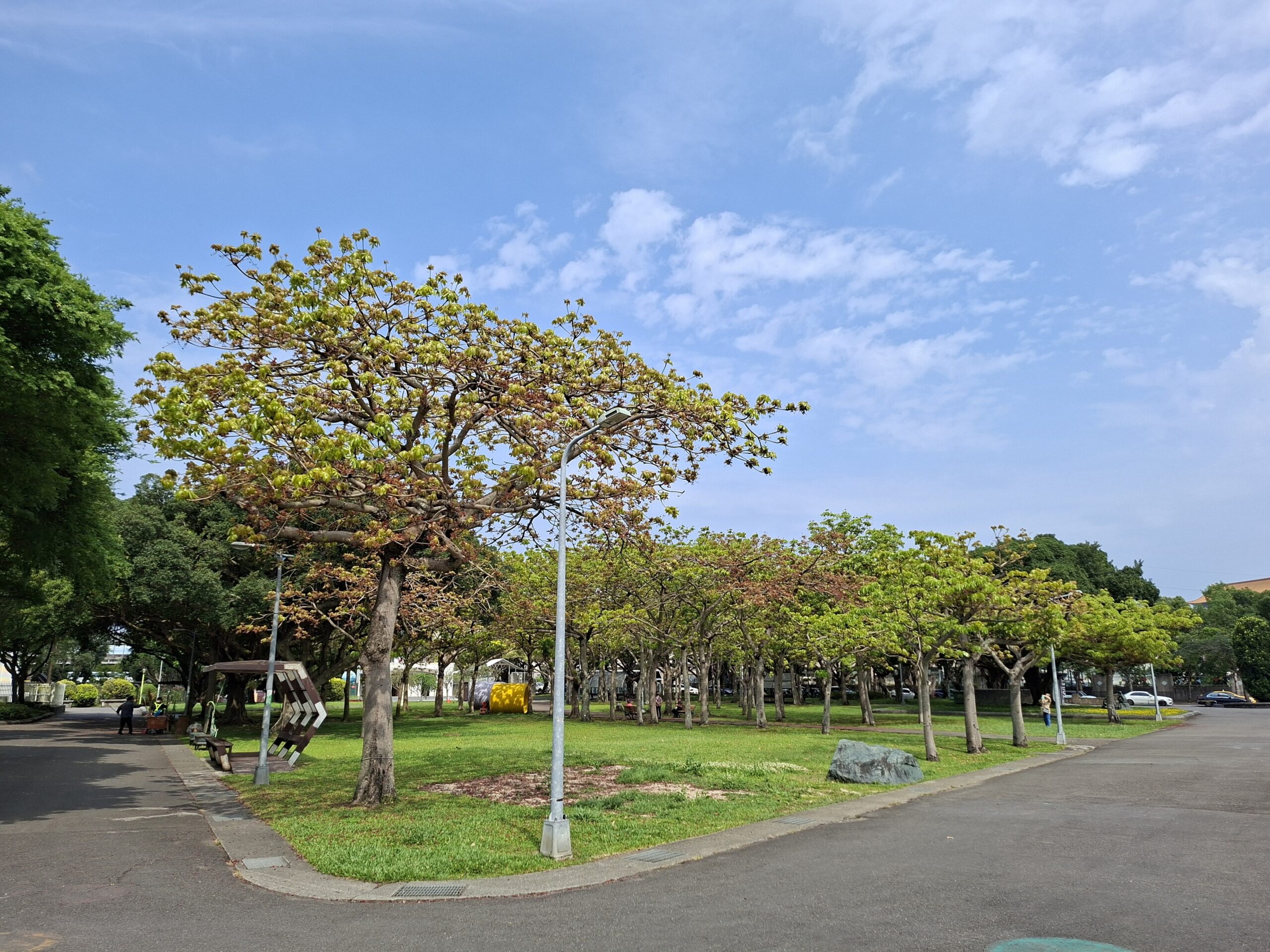 25公尺綠巨人　掌葉蘋婆化身新生公園大遮陽傘