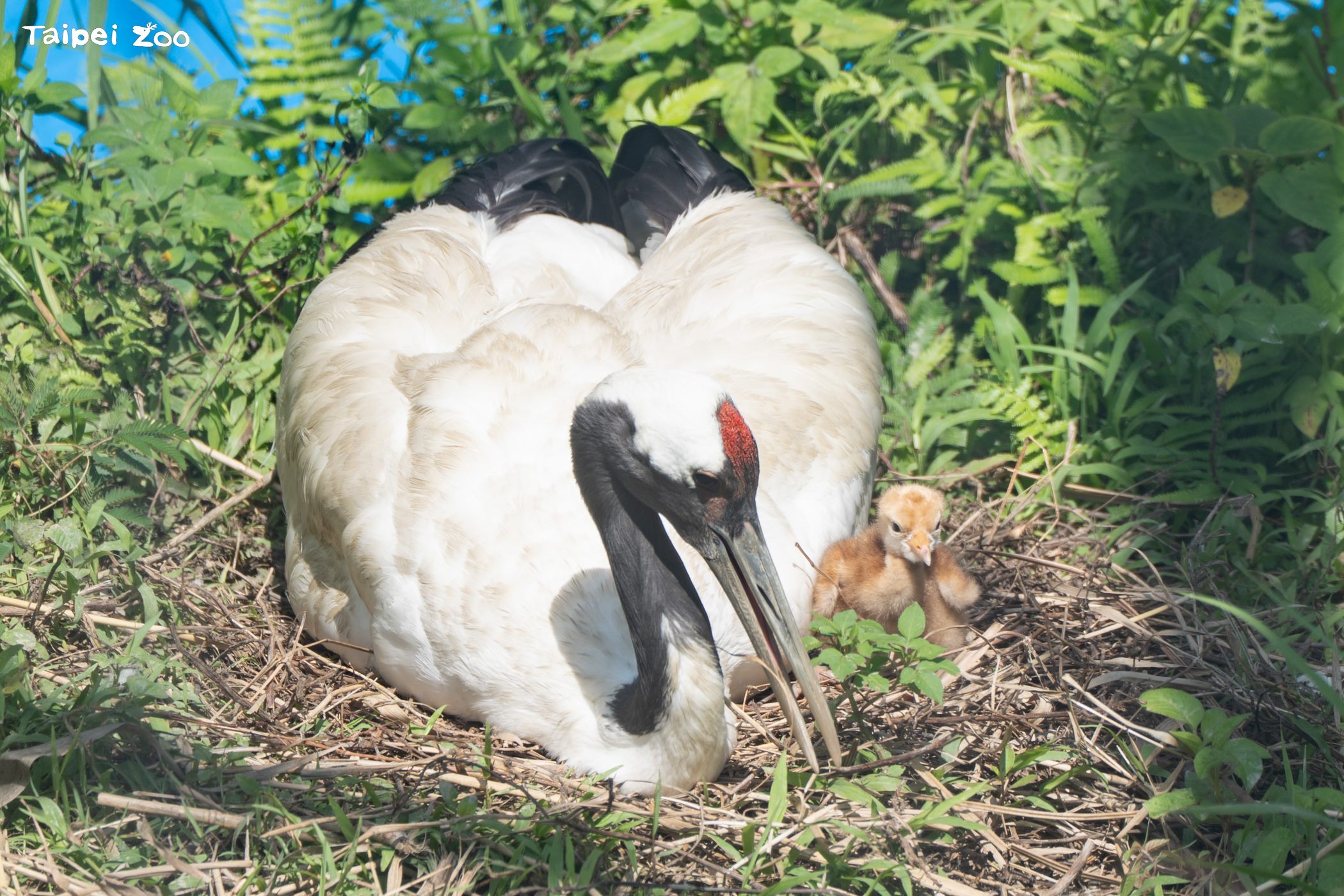 丹頂鶴育雛　經過路過請安靜來欣賞