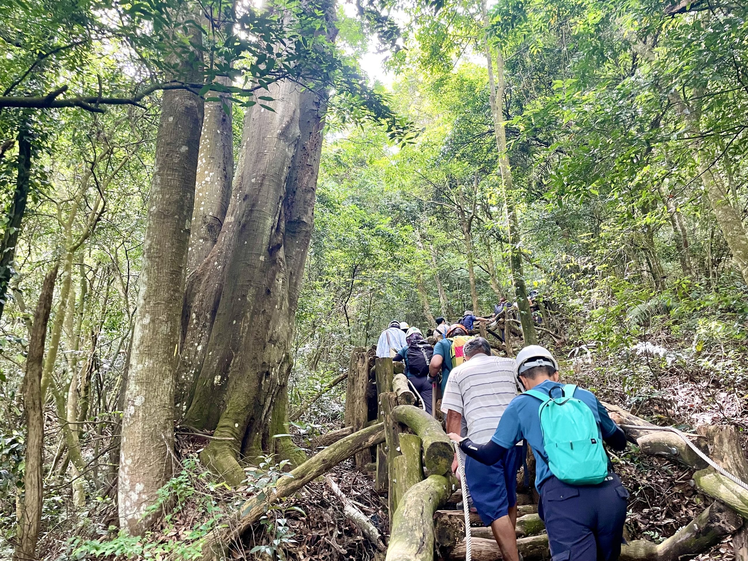 台中大坑5-1號步道手作修復　近50名志工齊力守護山林「用雙手修一條山路」