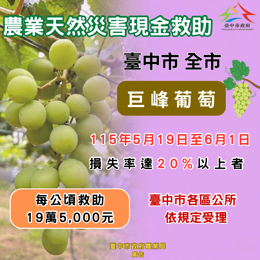 中市巨峰葡萄豪雨受損　農業局籲6/1前申請現金救助