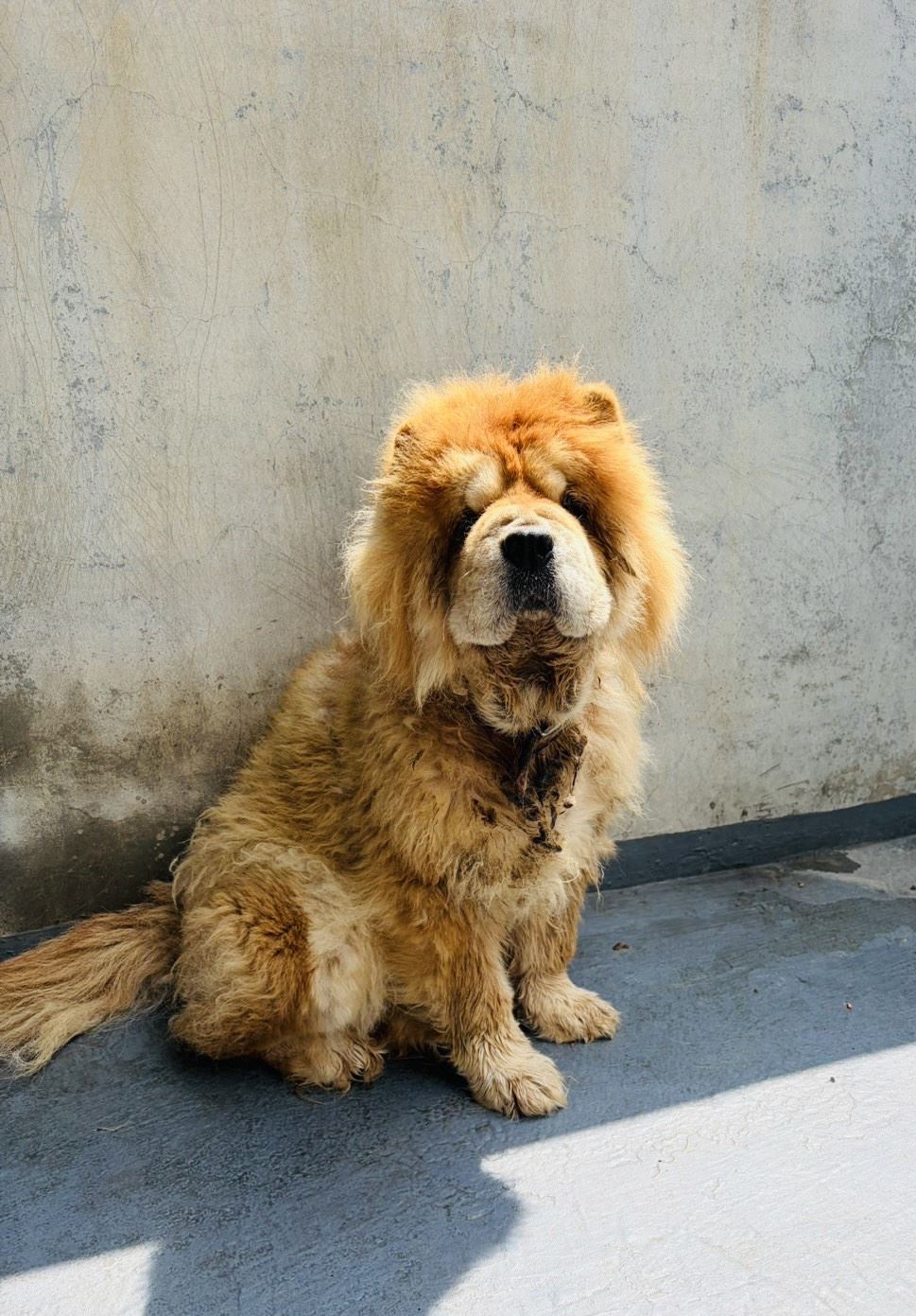 嚴懲棄養!嘉義縣家畜所開罰鬆獅犬飼主11萬元 嚴懲棄養!嘉義縣家畜所開罰鬆獅犬飼主11萬元