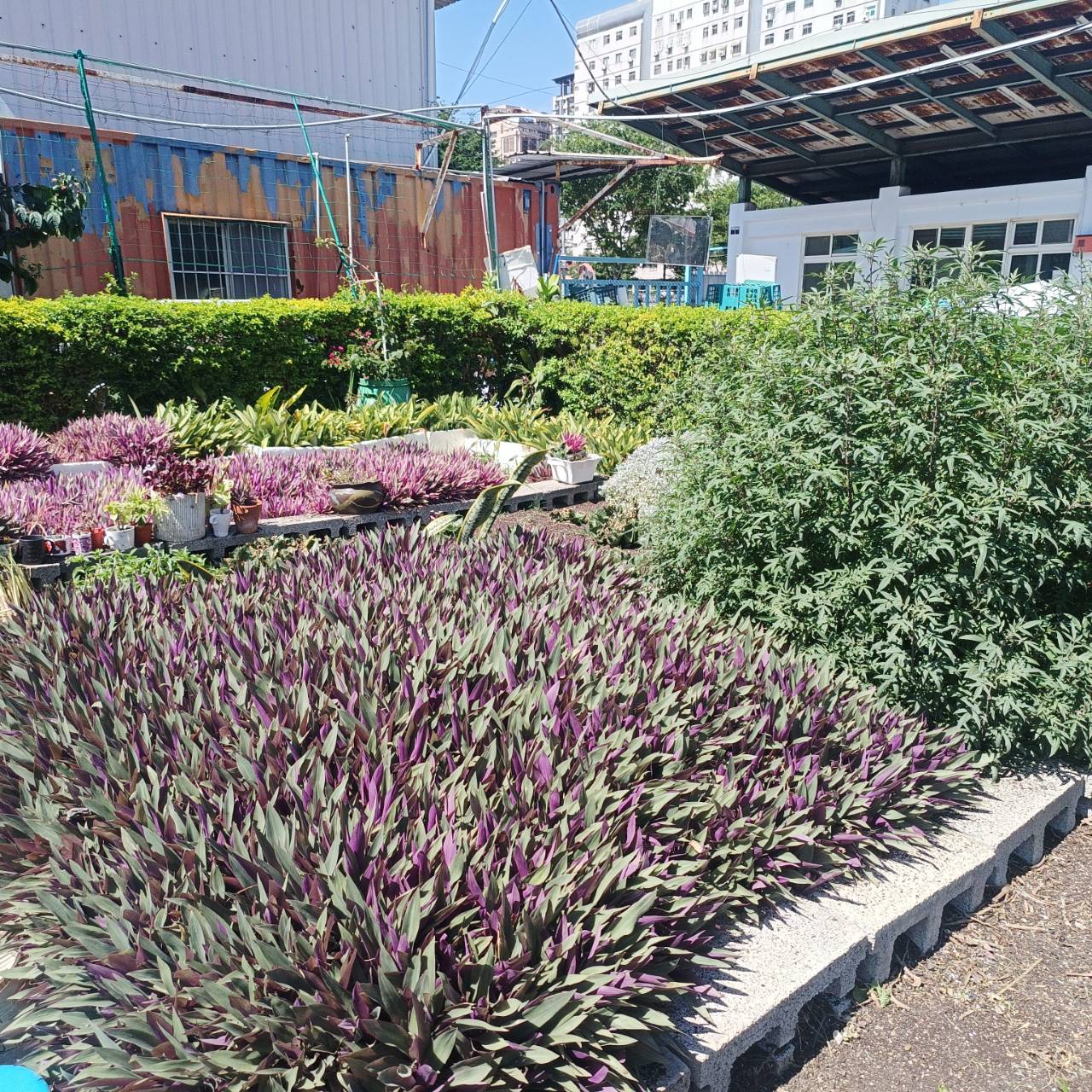 20顆廢電池換綠意! 台中南屯清潔隊6/5推植栽DIY 響應世界環境日