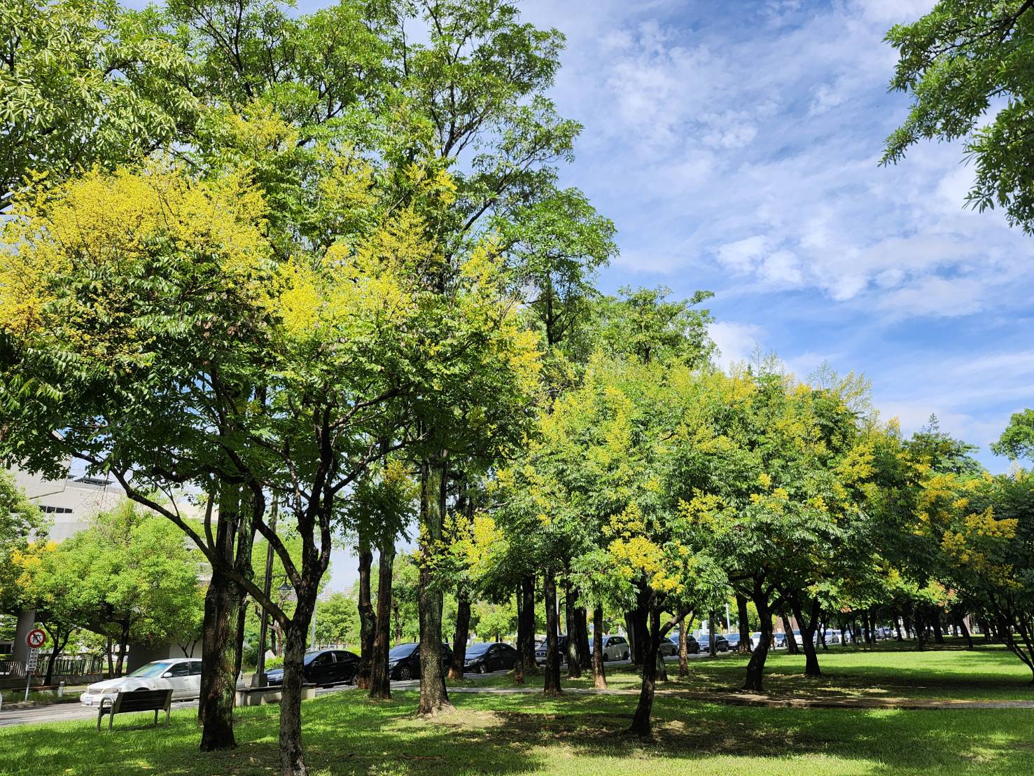 台灣欒樹下紅通通別緊張！　中市建設局：紅姬緣椿象無害 為都市生態常客