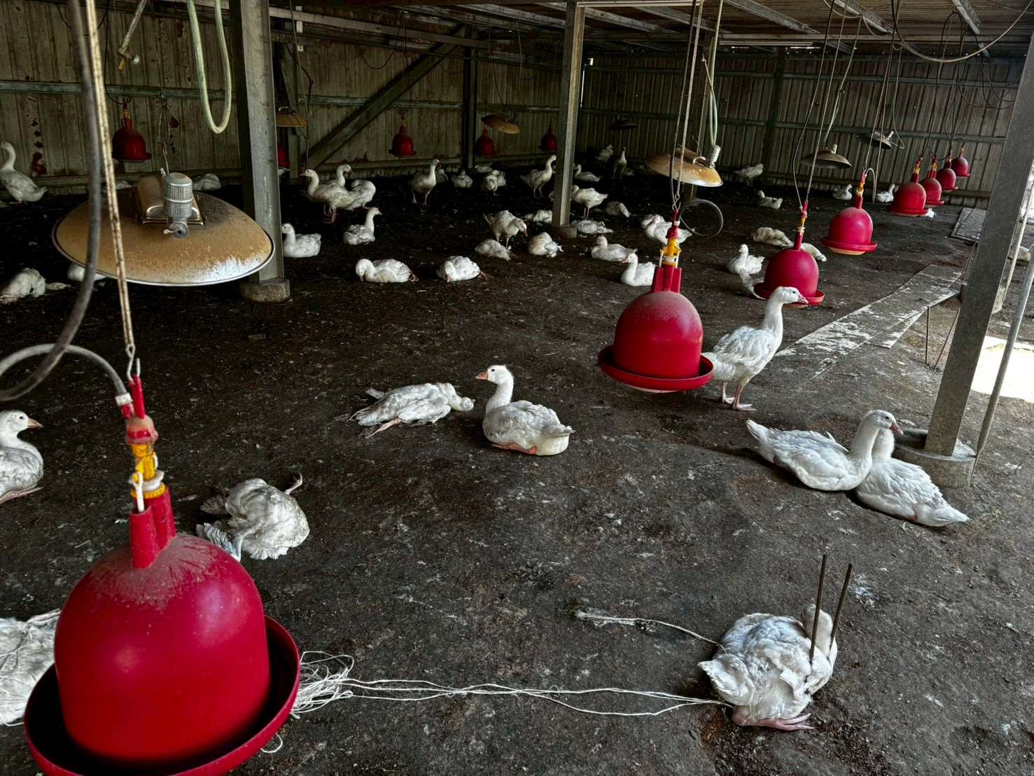首例H7N7現蹤　疾管署：33接觸者全數陰性、疫情未擴大