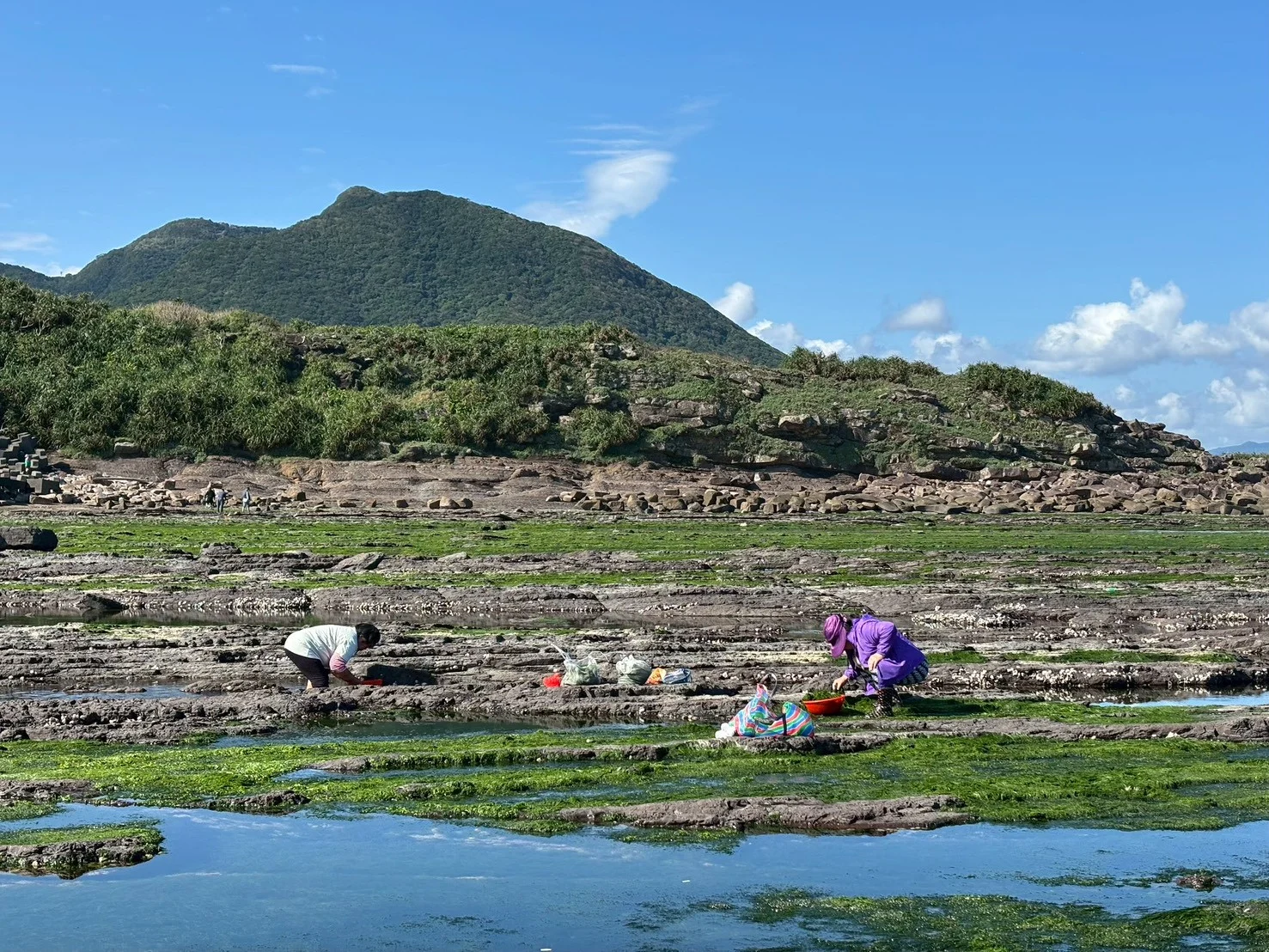 東北角春日限定海味登場　石花菜盛產邀民眾賞海景、品石花凍