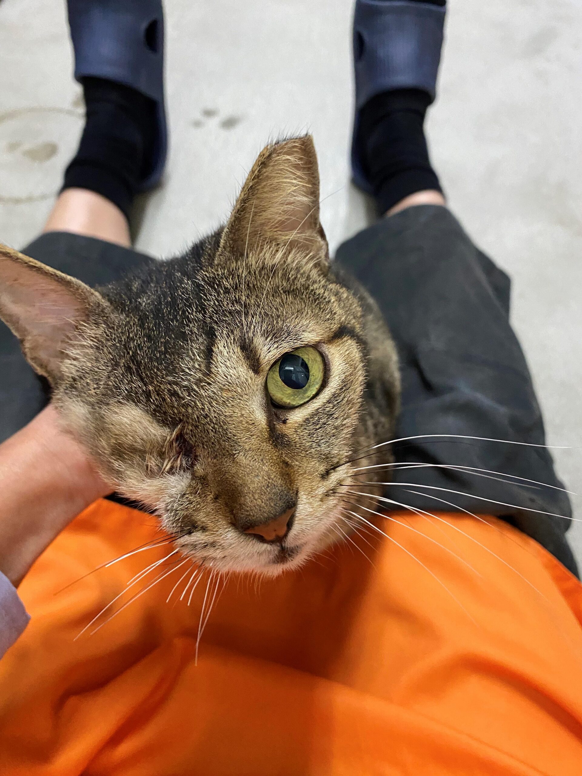 《賭俠》「大軍」現身北市動物之家！會討摸、會蹭人　只差一個主人