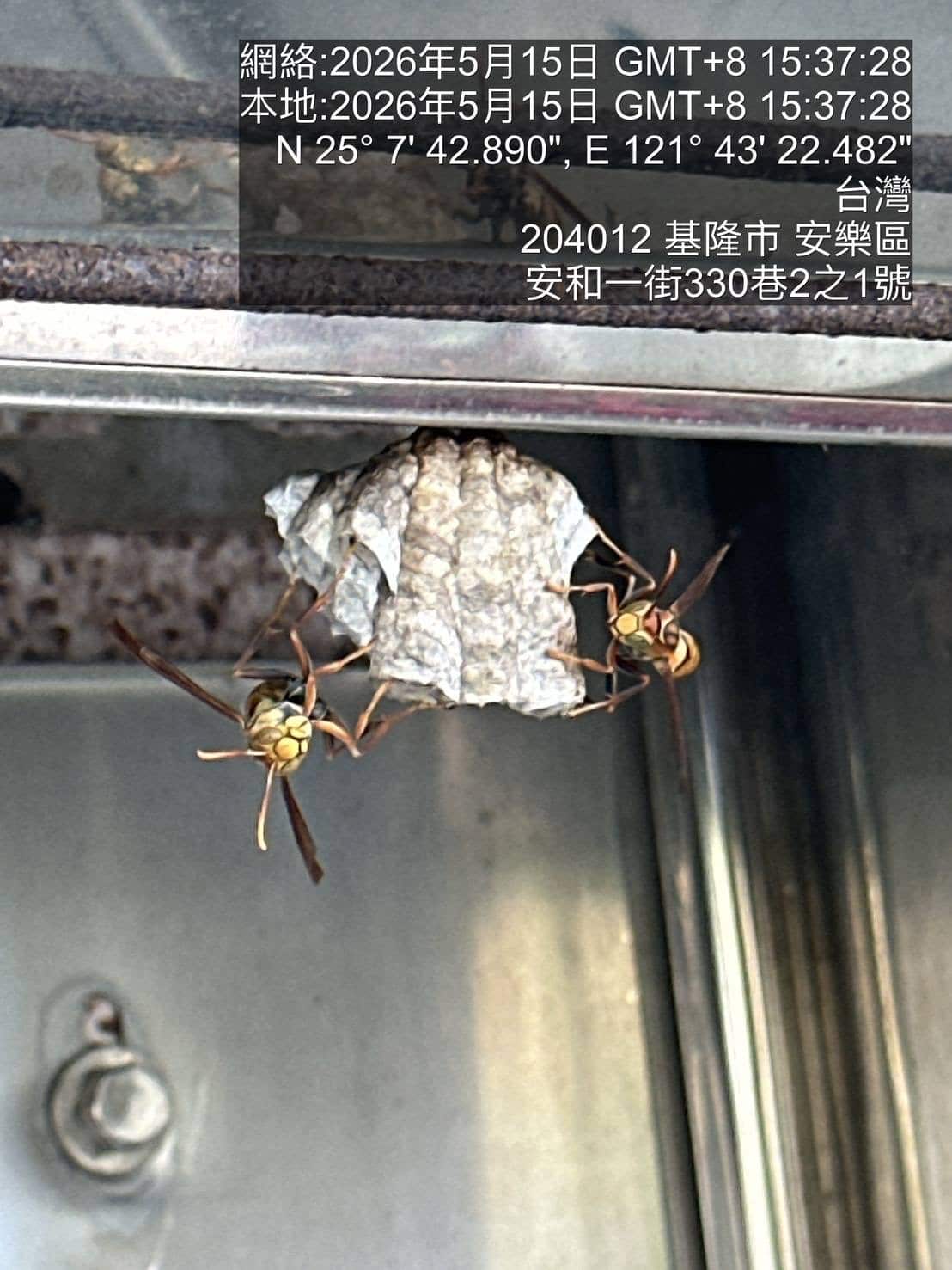 此蜂非彼蜂！居家蜂巢七成為長腳蜂　動保所籲勿驚擾
