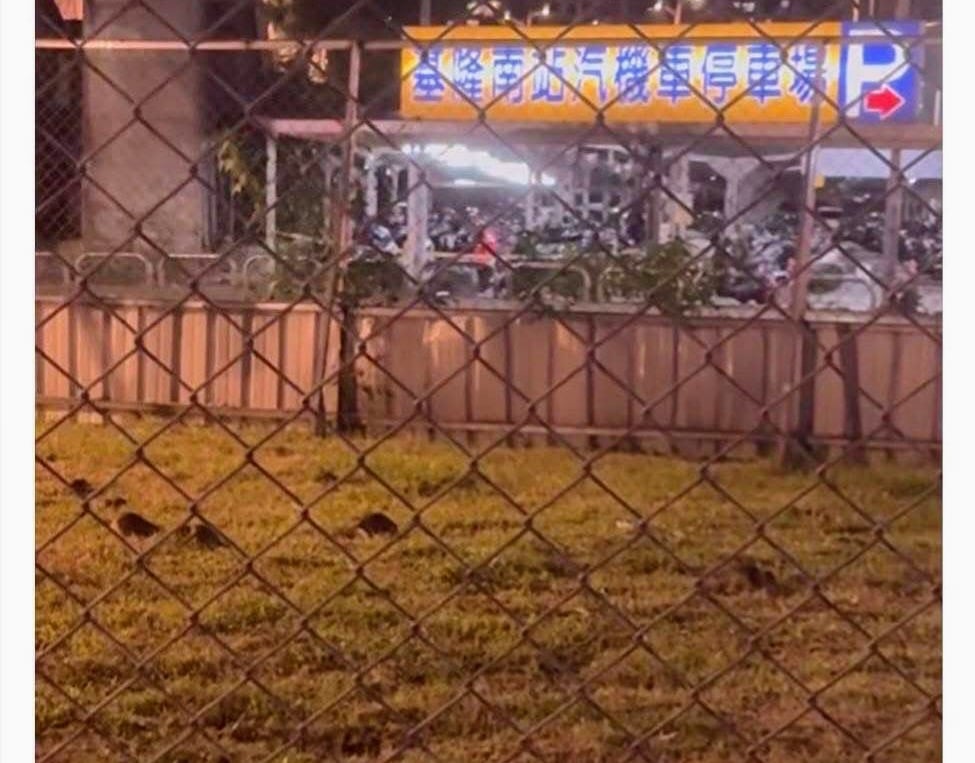 基隆站旁鼠群亂竄！台鐵土地髒亂堆垃圾　環保局怒開罰